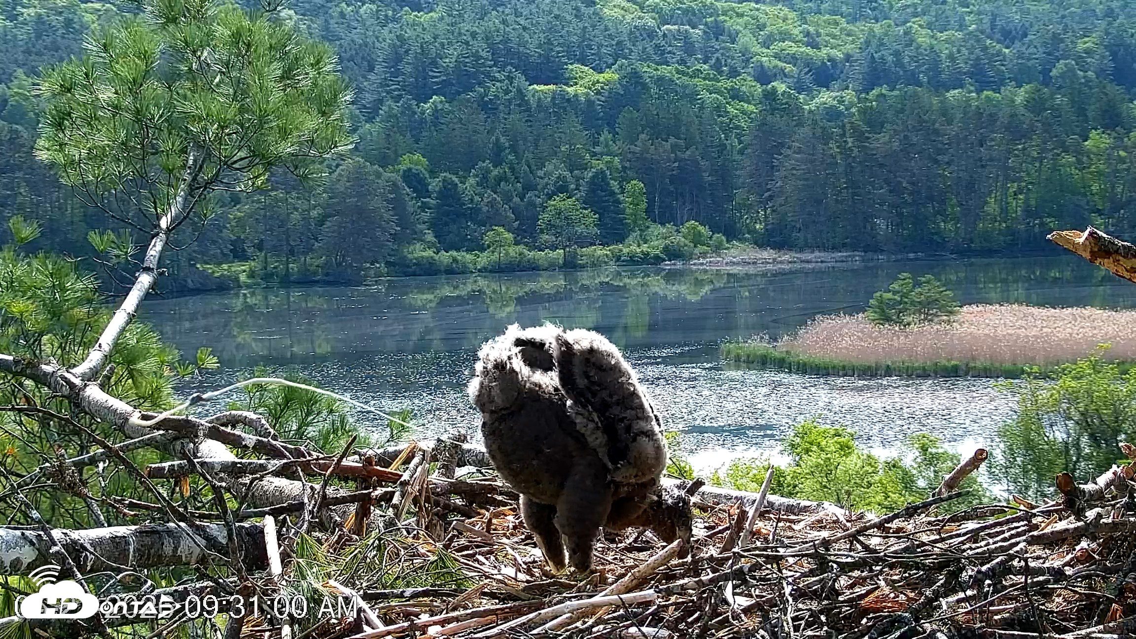 Snapshot of VINS Bald Eagles Nest Live Cams taken May 27, 2026, 9:31am EDT