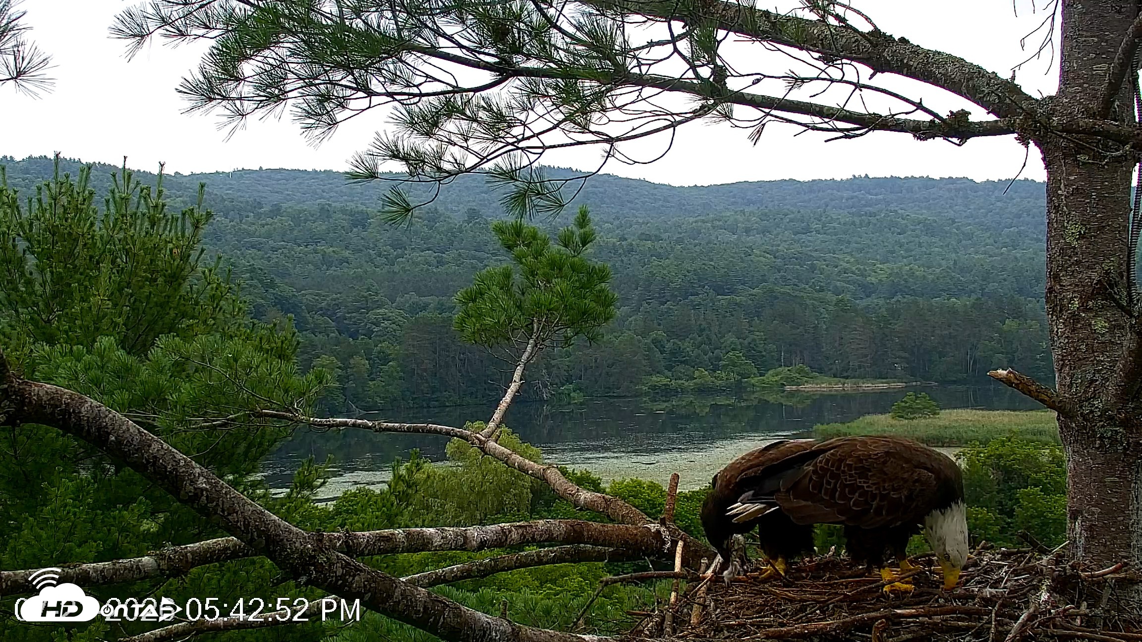 Snapshot of VINS Bald Eagles Nest Live Cams taken Jul 21, 2026, 5:44pm EDT