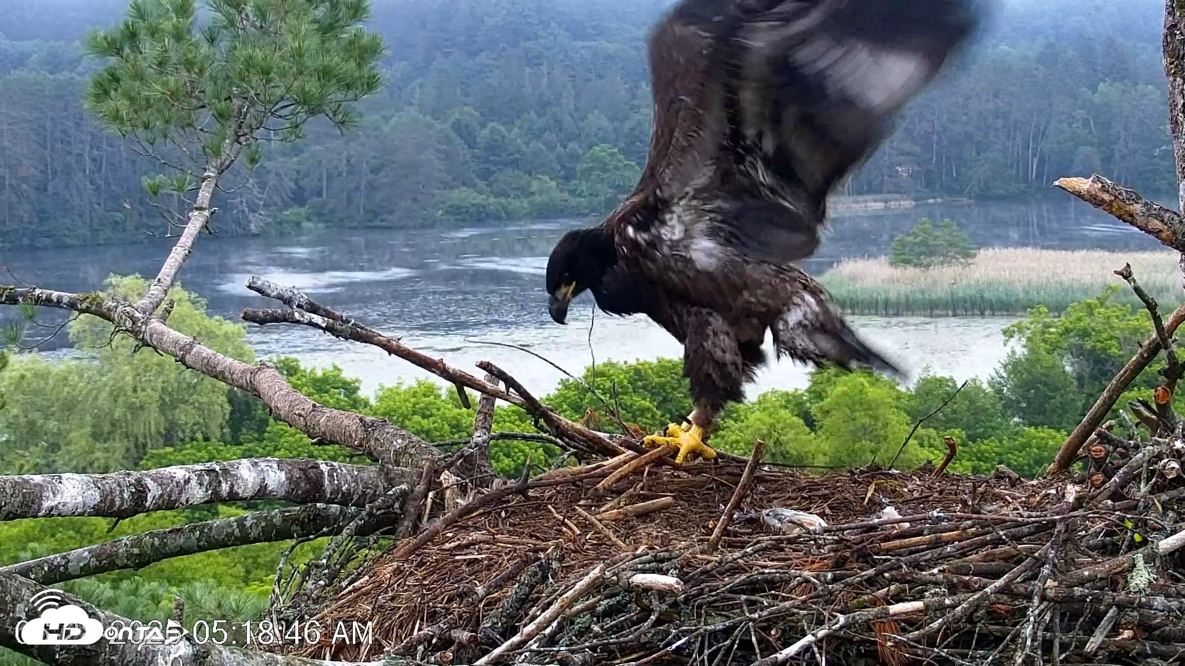Snapshot of VINS Bald Eagles Nest Live Cams taken Jun 28, 2026, 5:19am EDT