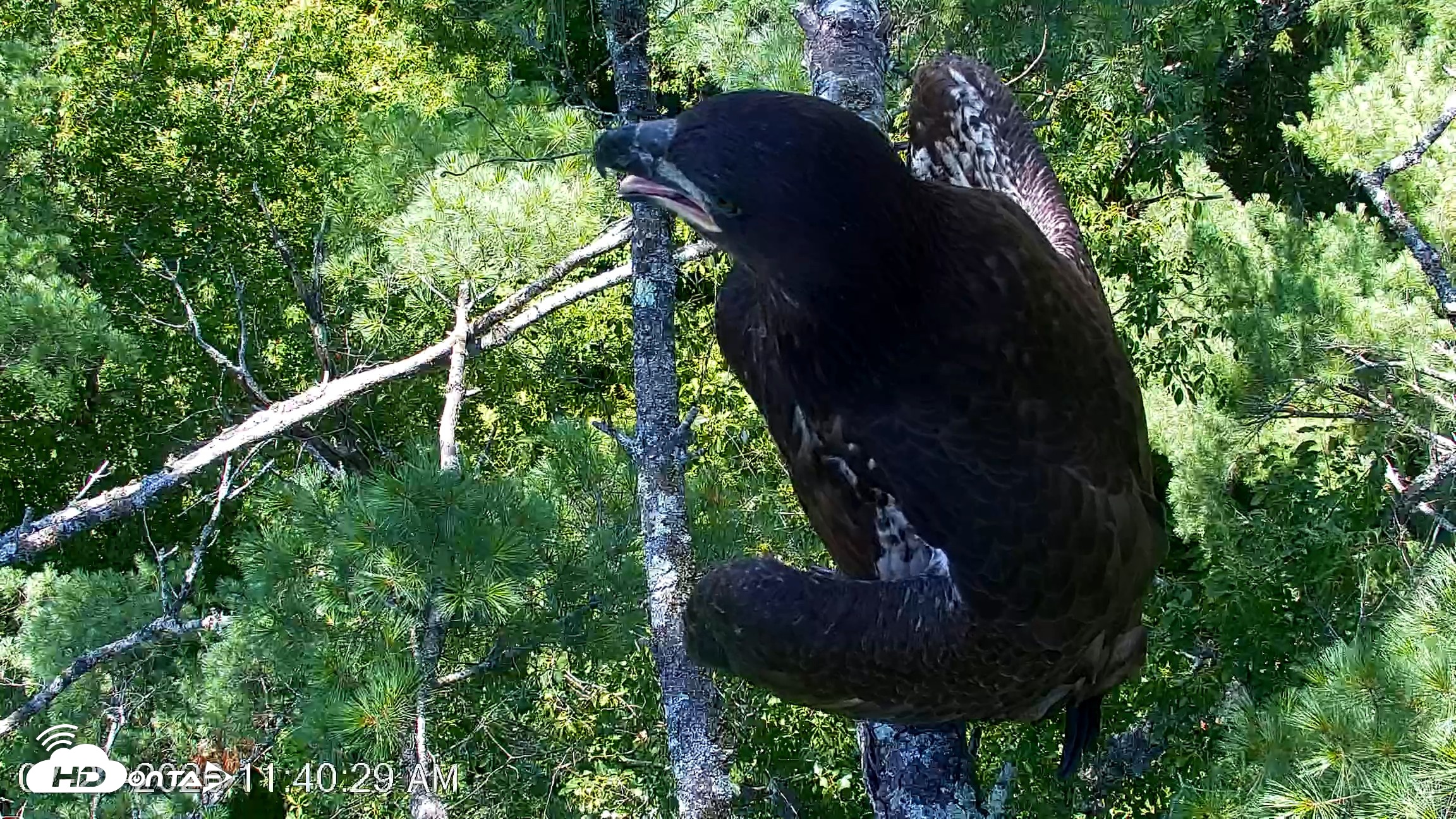 Snapshot of VINS Bald Eagles Nest Live Cams taken Jul 27, 2026, 11:41am EDT