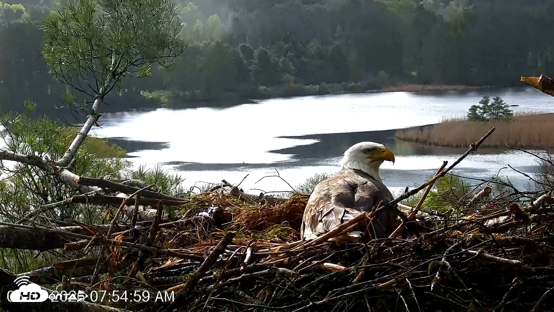Snapshot of VINS Bald Eagles Nest Live Cams taken May 7, 2026, 7:55am EDT