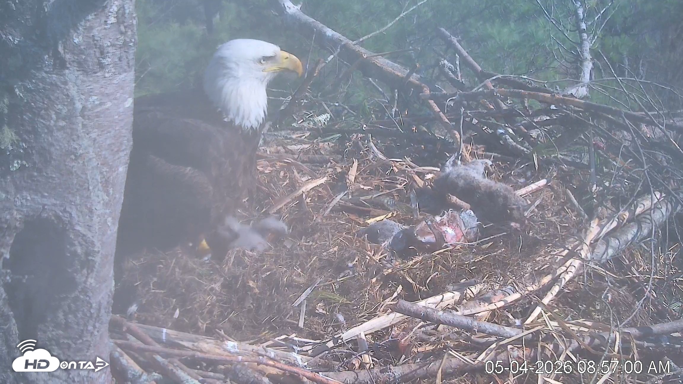 Snapshot of VINS Bald Eagles Nest Live Cams taken May 4, 2026, 8:58am EDT