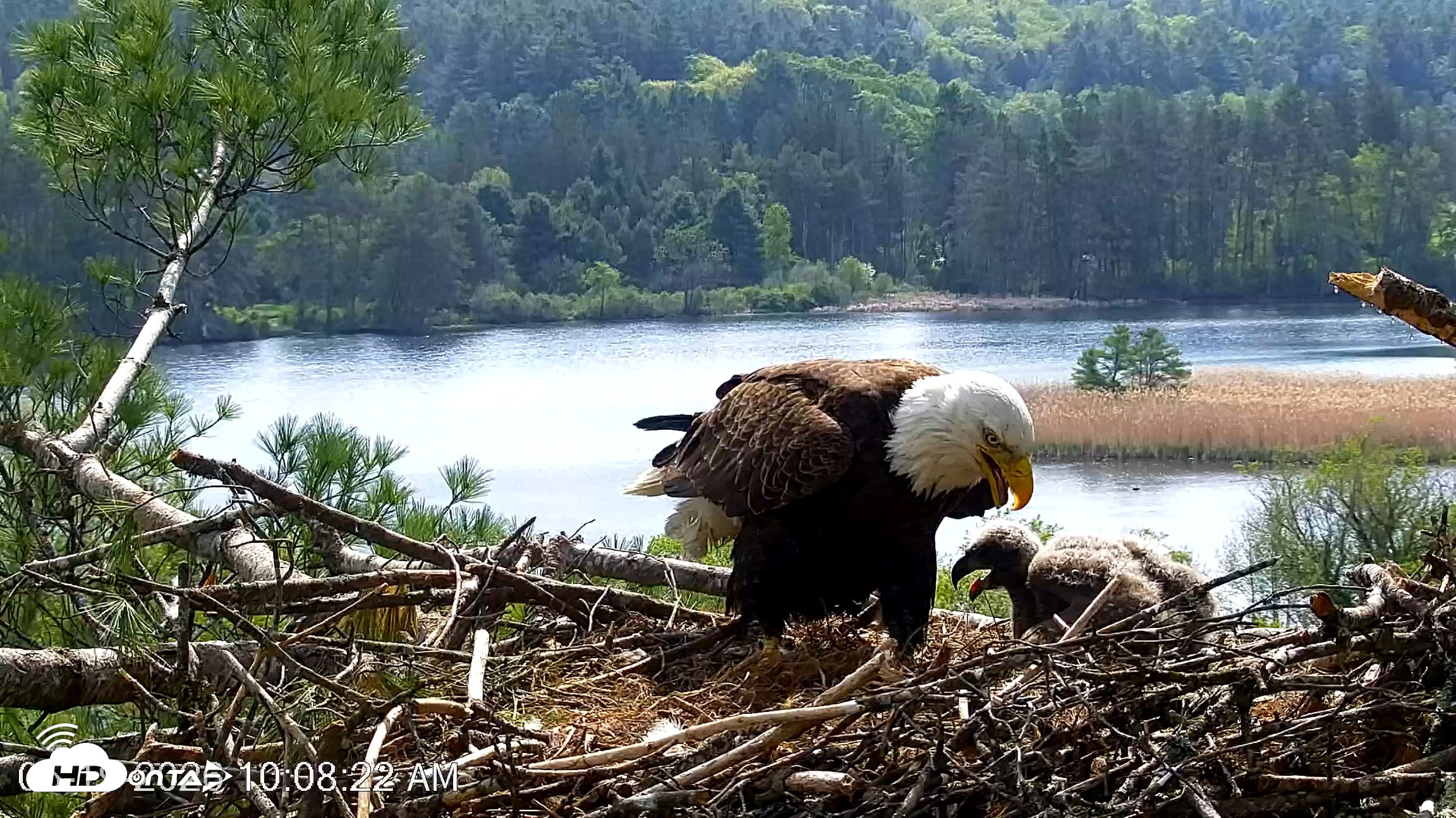 Snapshot of VINS Bald Eagles Nest Live Cams taken May 19, 2026, 10:09am EDT