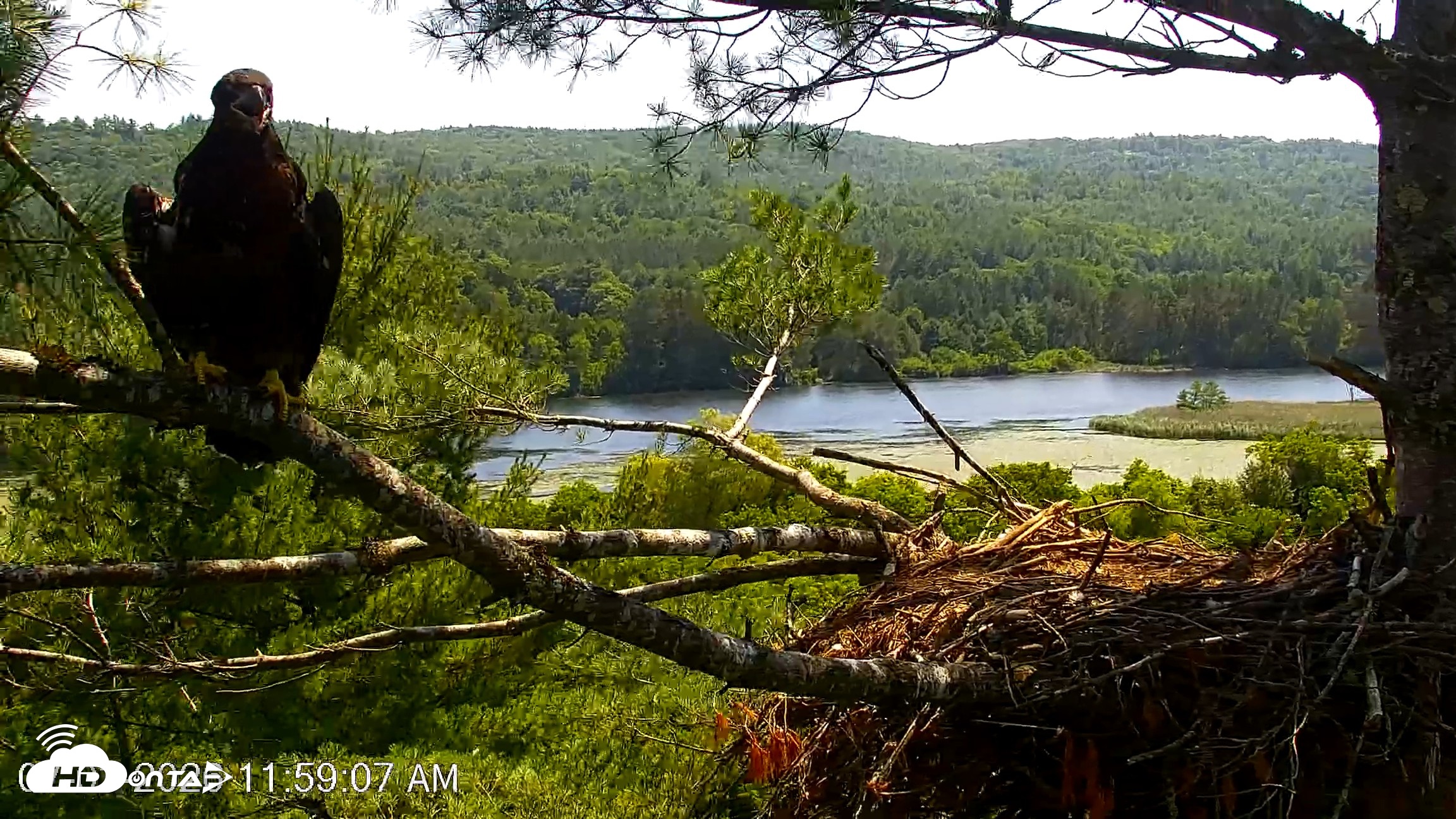 Snapshot of VINS Bald Eagles Nest Live Cams taken Jul 3, 2026, 11:59am EDT