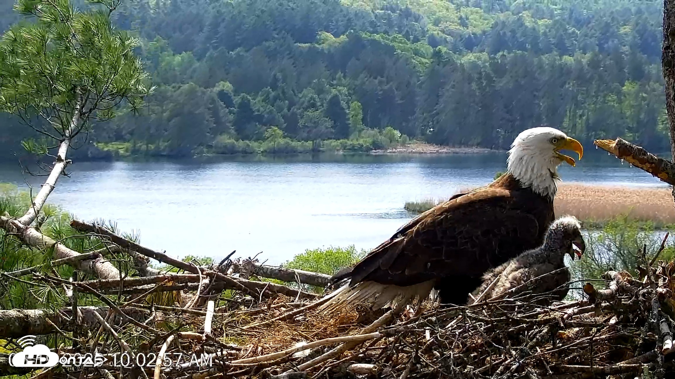 Snapshot of VINS Bald Eagles Nest Live Cams taken May 19, 2026, 10:03am EDT