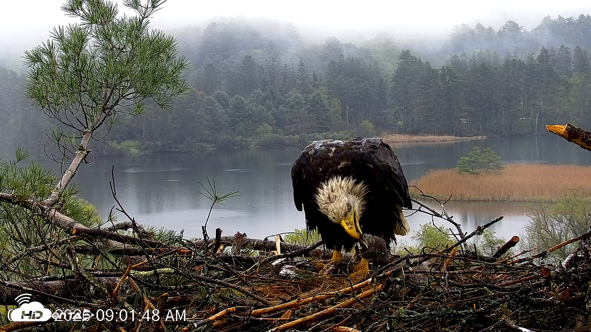 Snapshot of VINS Bald Eagles Nest Live Cams taken May 14, 2026, 9:02am EDT