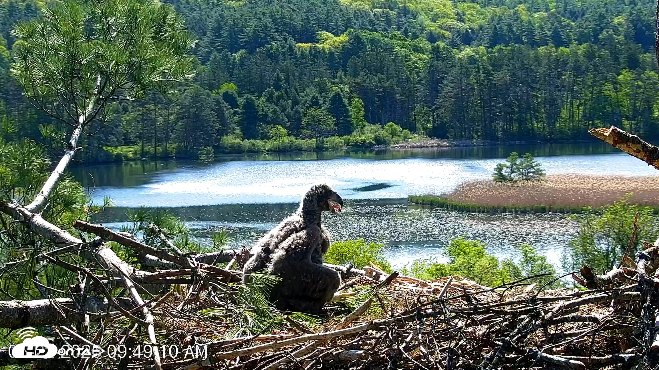 Snapshot of VINS Bald Eagles Nest Live Cams taken May 22, 2026, 9:50am EDT