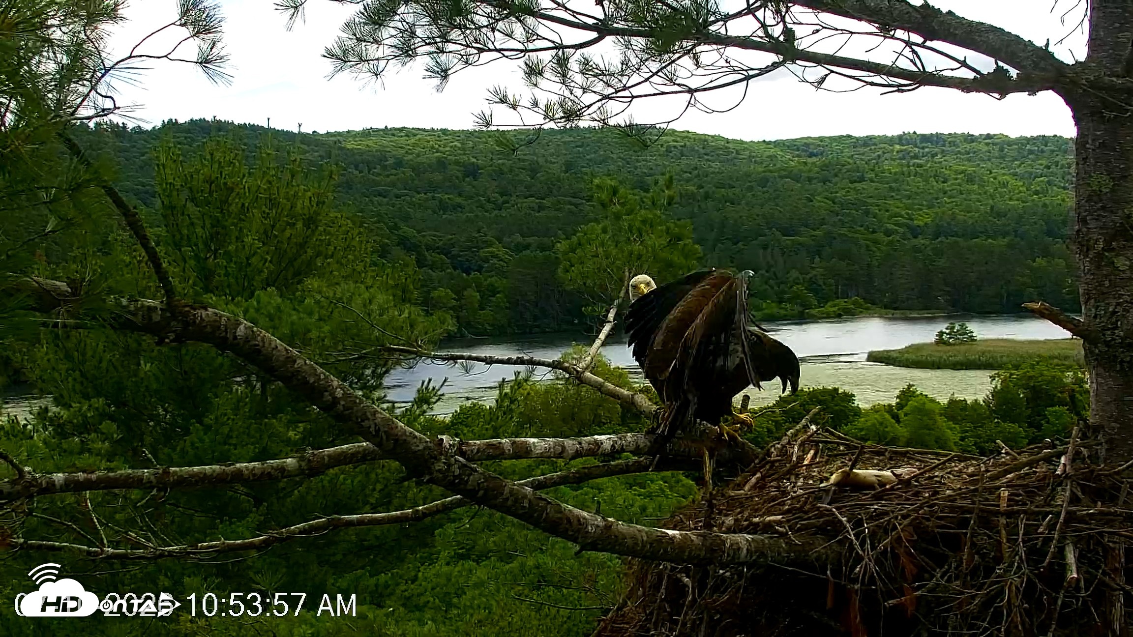 Snapshot of VINS Bald Eagles Nest Live Cams taken Jul 10, 2026, 10:55am EDT