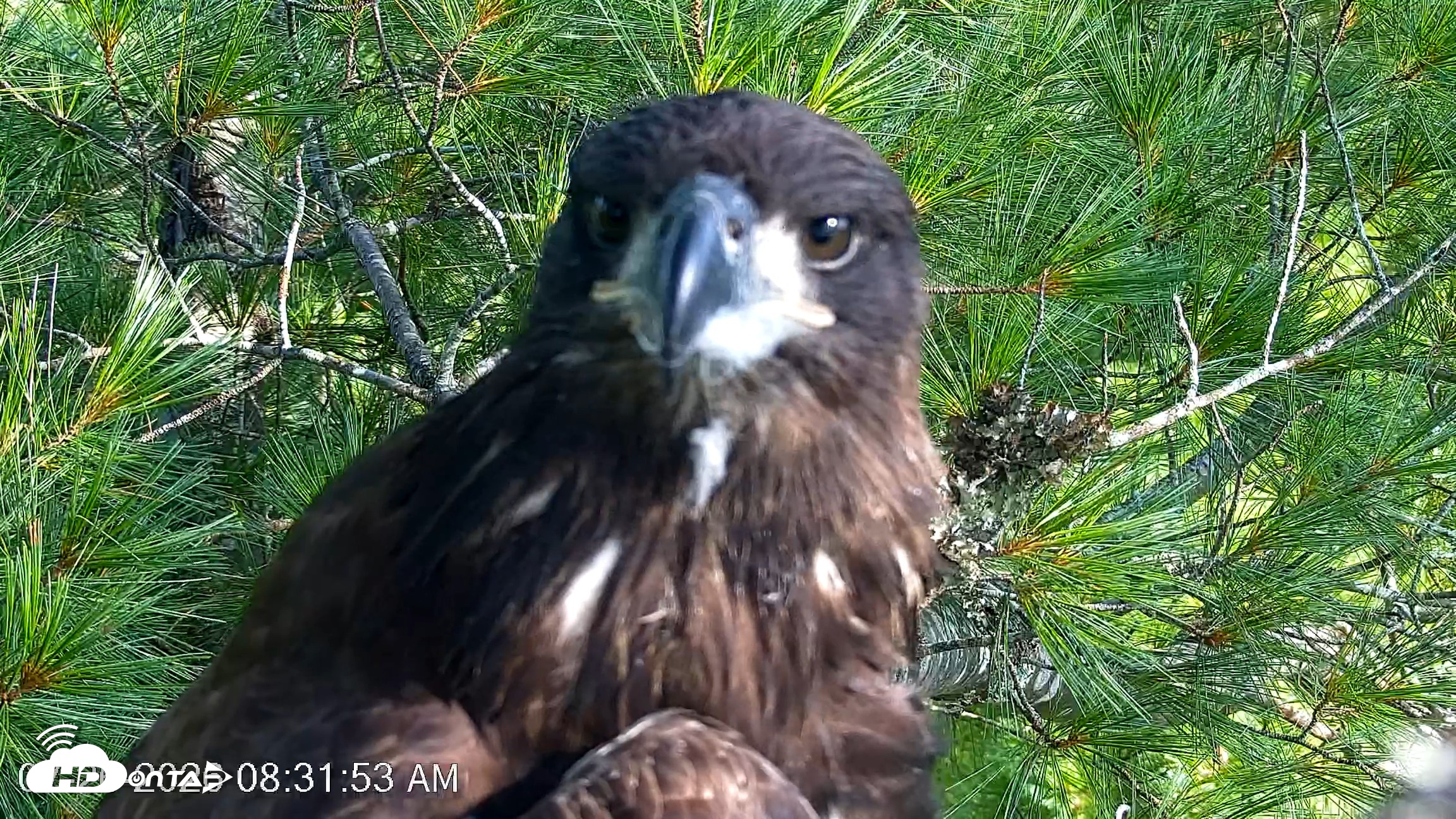 Snapshot of VINS Bald Eagles Nest Live Cams taken Jul 26, 2026, 8:32am EDT