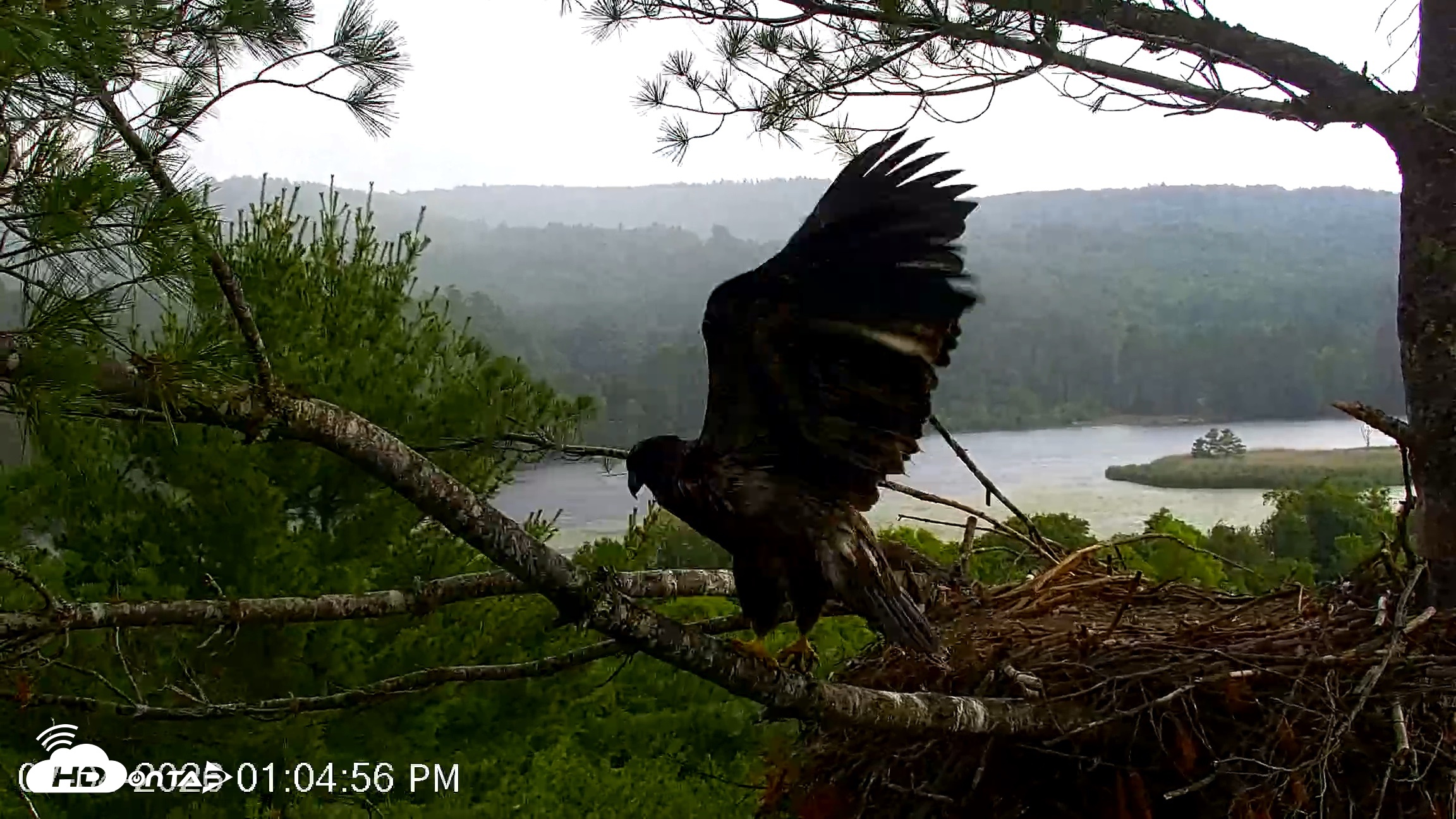 Snapshot of VINS Bald Eagles Nest Live Cams taken Jul 4, 2026, 1:07pm EDT