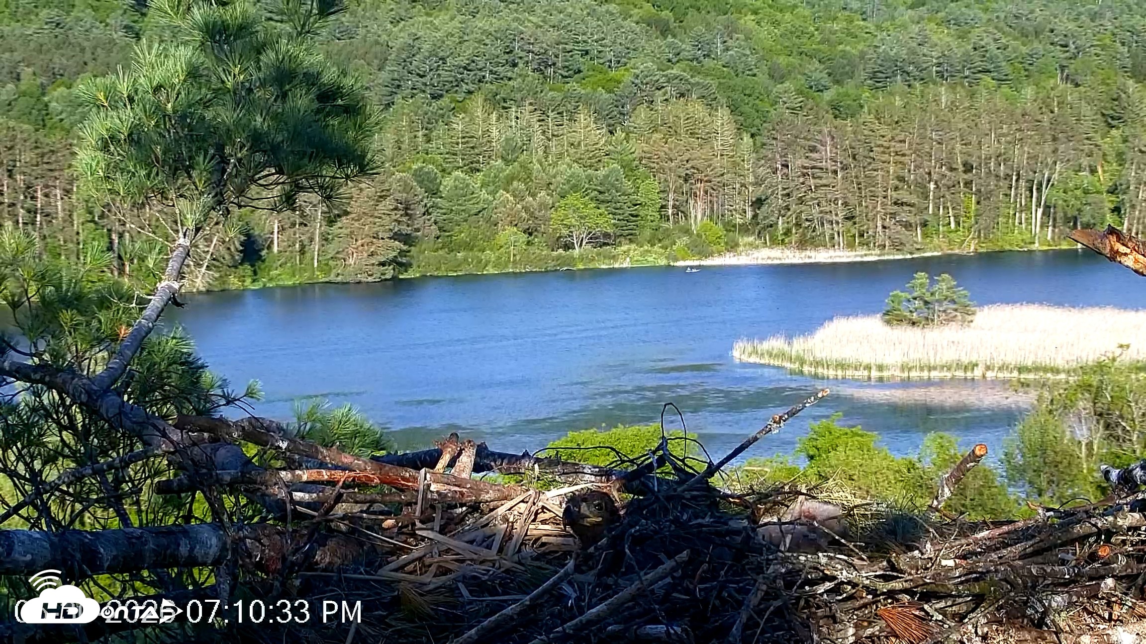 Snapshot of VINS Bald Eagles Nest Live Cams taken May 30, 2026, 7:11pm EDT