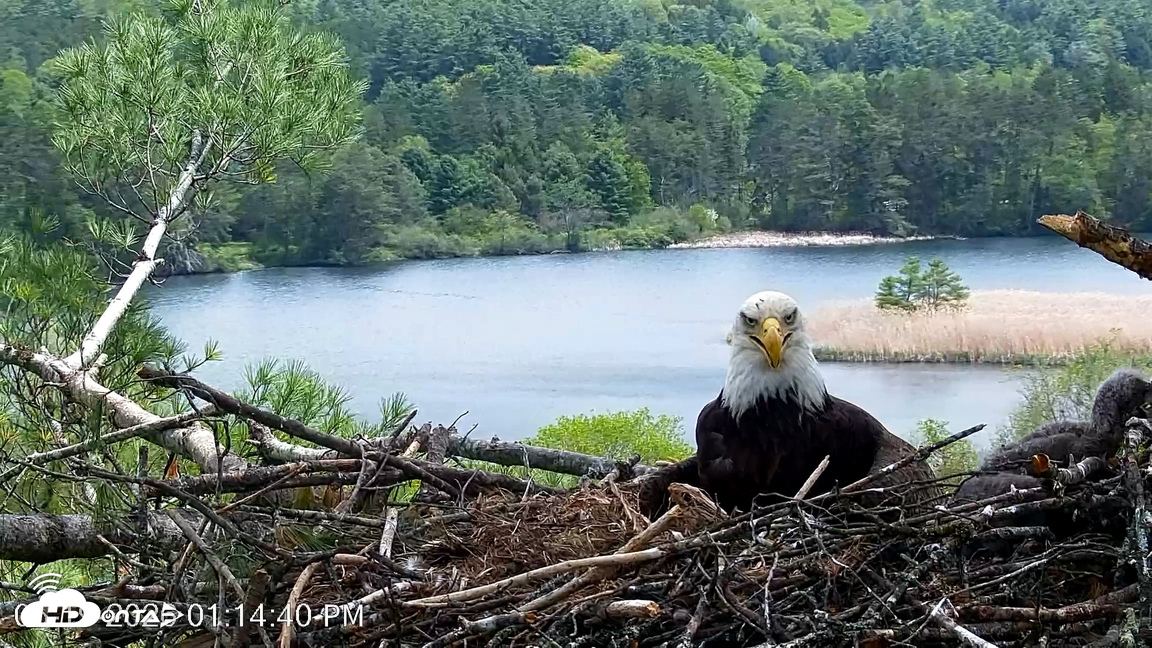 Snapshot of VINS Bald Eagles Nest Live Cams taken May 19, 2026, 1:15pm EDT