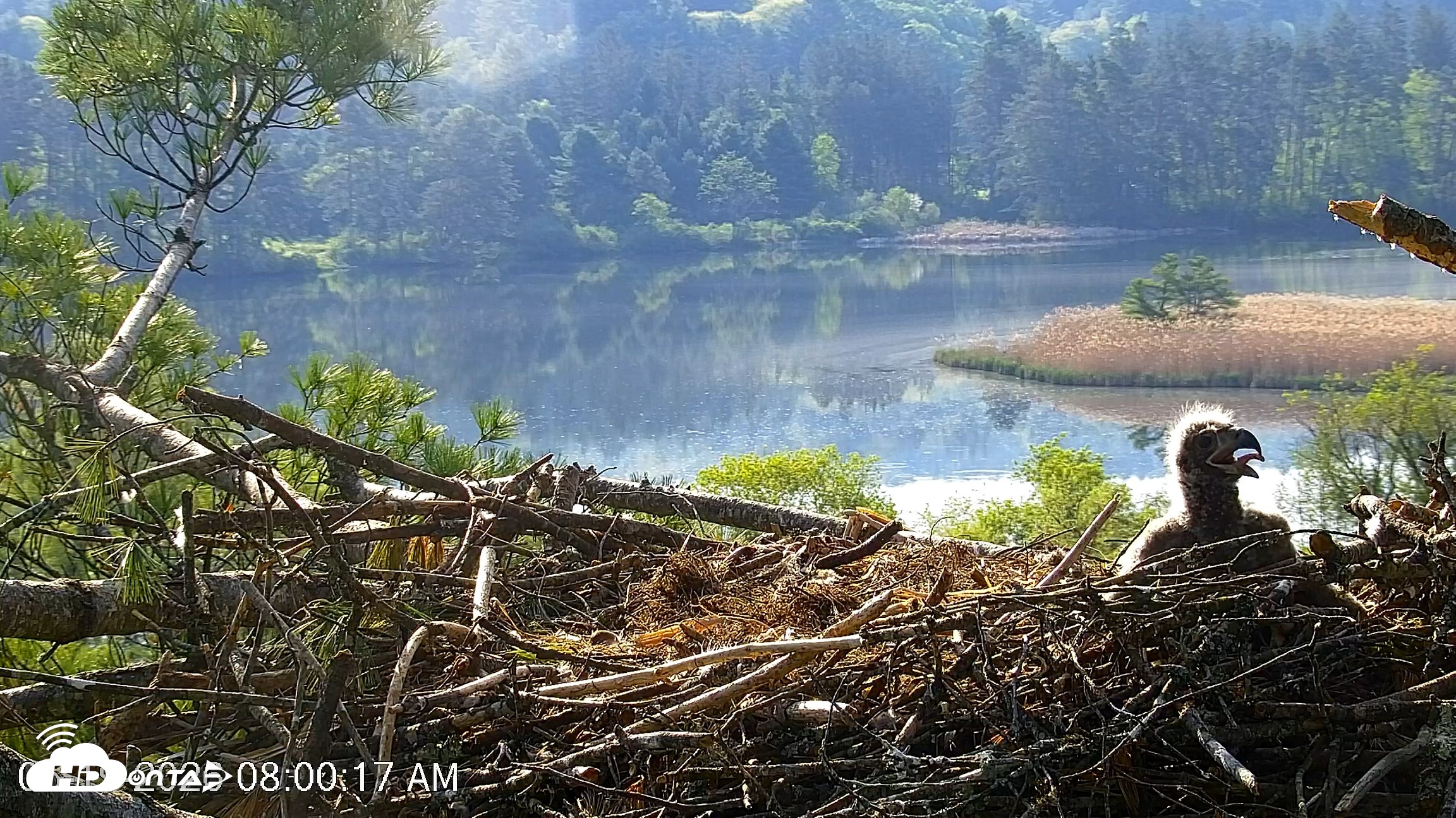 Snapshot of VINS Bald Eagles Nest Live Cams taken May 19, 2026, 8:01am EDT