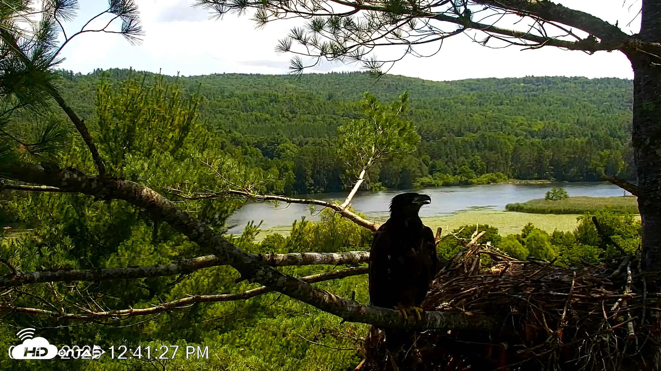 Snapshot of VINS Bald Eagles Nest Live Cams taken Jul 11, 2026, 12:42pm EDT