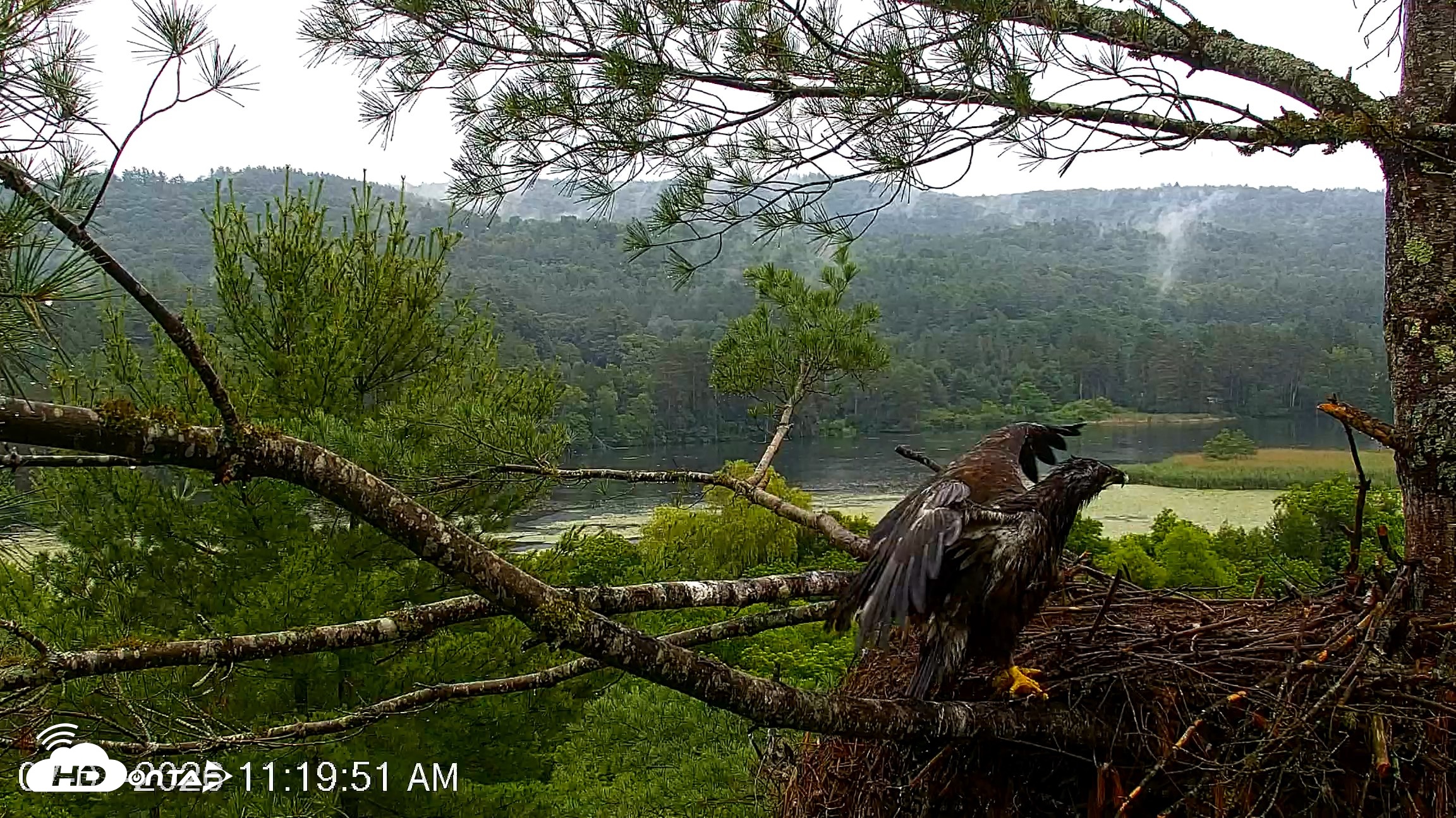 Snapshot of VINS Bald Eagles Nest Live Cams taken Jul 7, 2026, 11:20am EDT