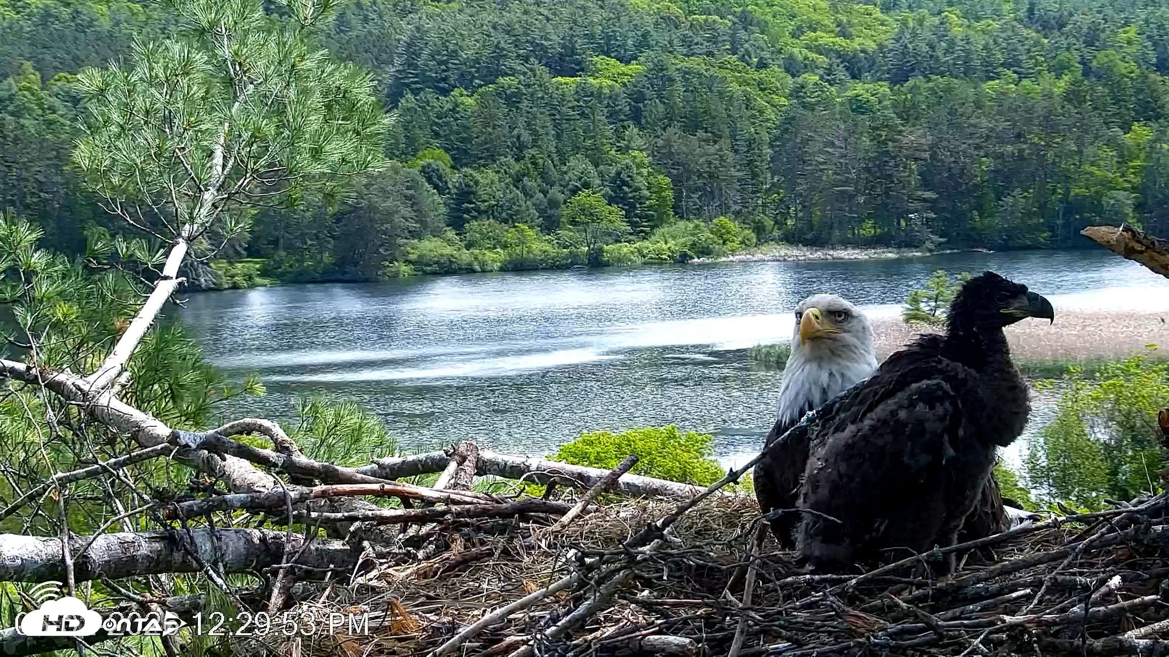 Snapshot of VINS Bald Eagles Nest Live Cams taken Jun 2, 2026, 12:30pm EDT