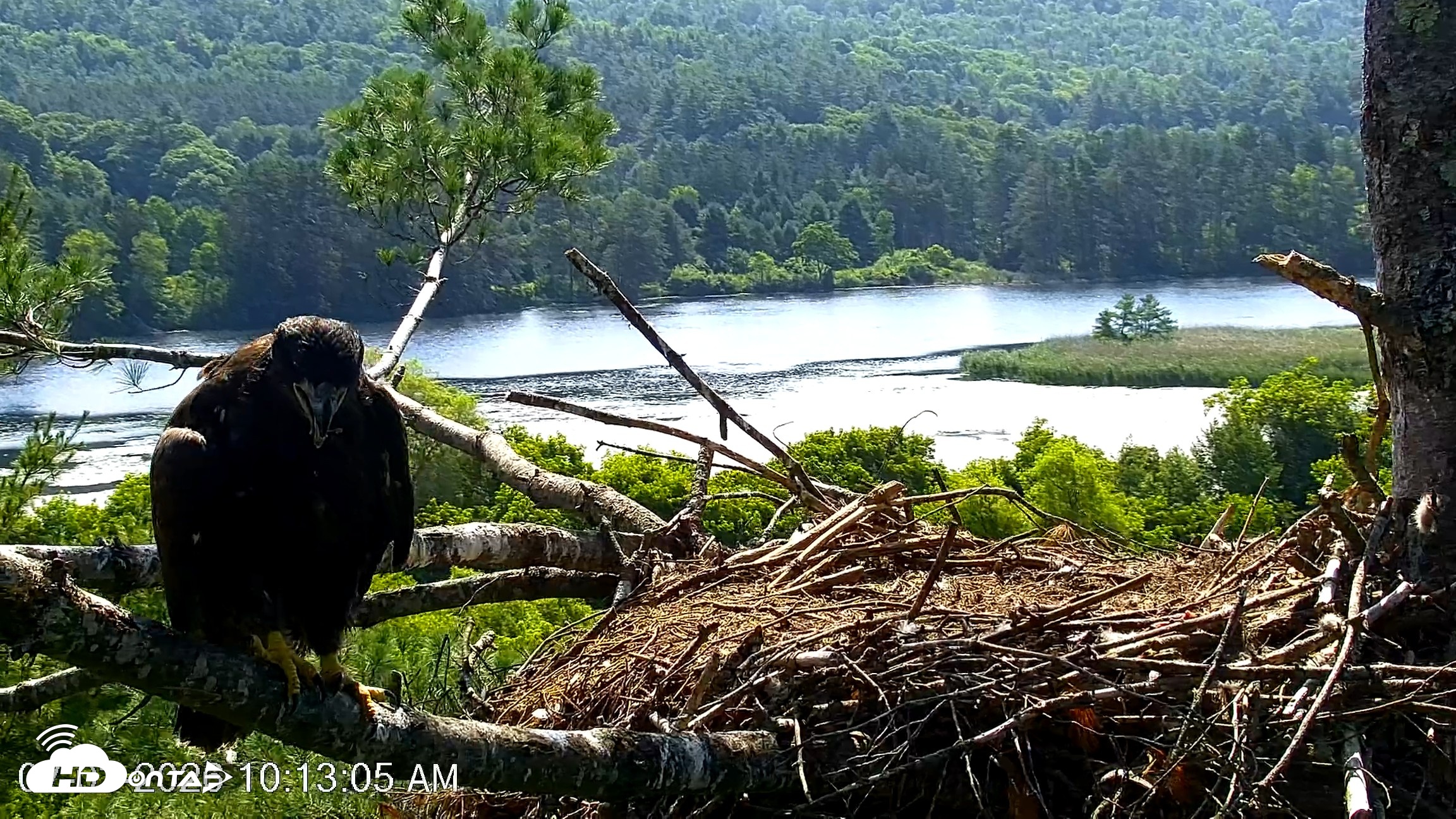 Snapshot of VINS Bald Eagles Nest Live Cams taken Jul 3, 2026, 10:14am EDT