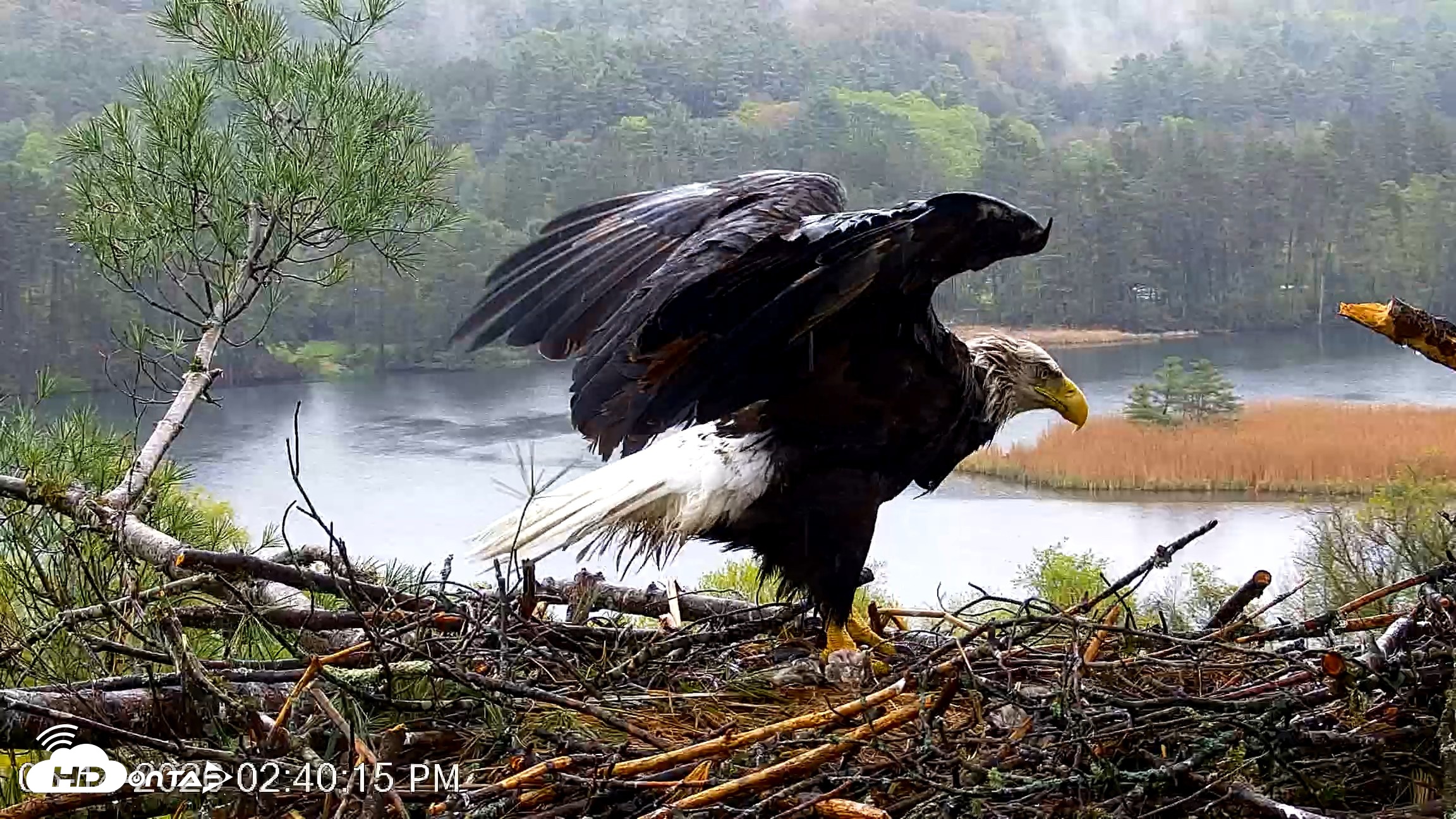 Snapshot of VINS Bald Eagles Nest Live Cams taken May 14, 2026, 2:41pm EDT