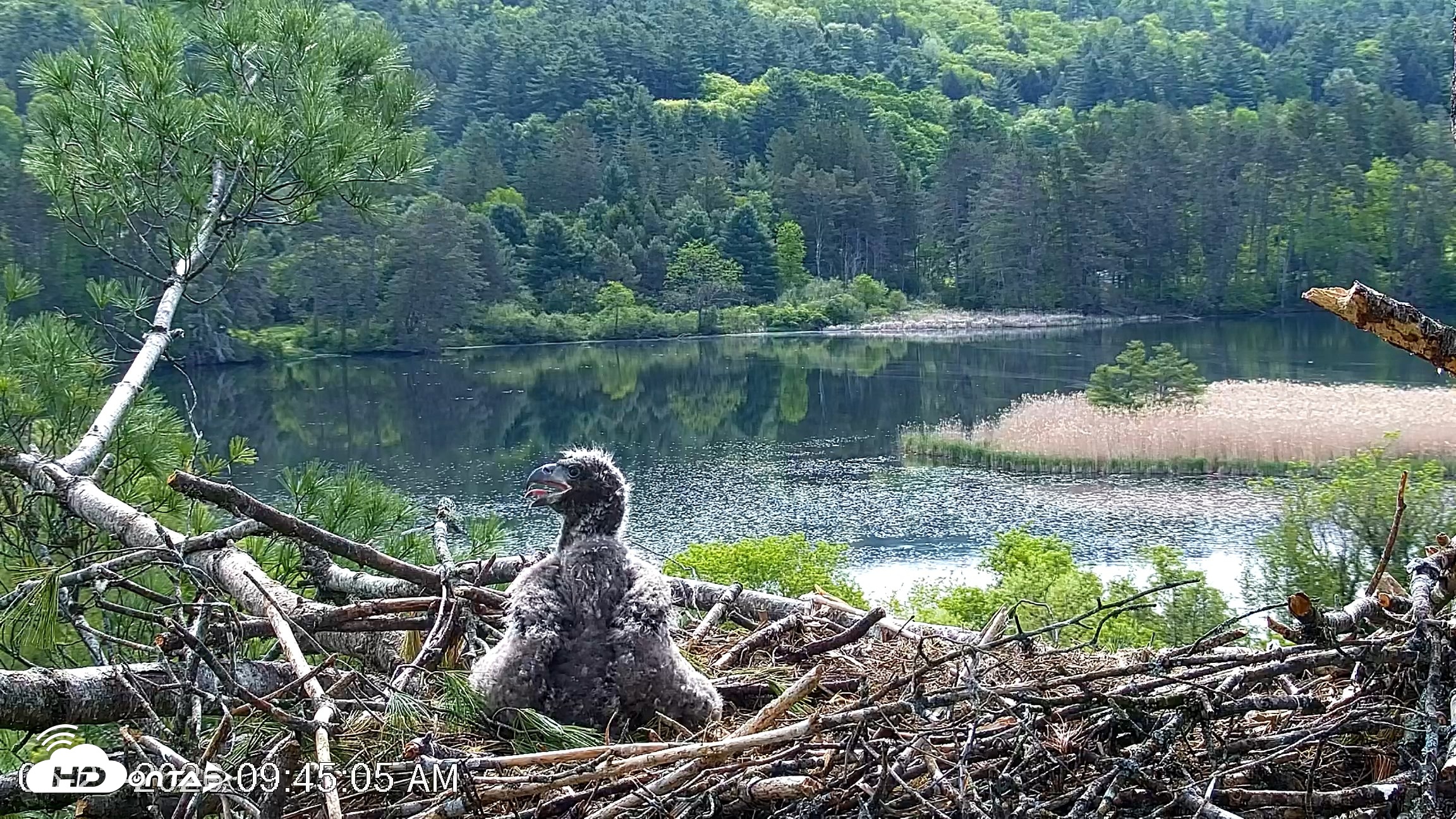 Snapshot of VINS Bald Eagles Nest Live Cams taken May 23, 2026, 9:45am EDT