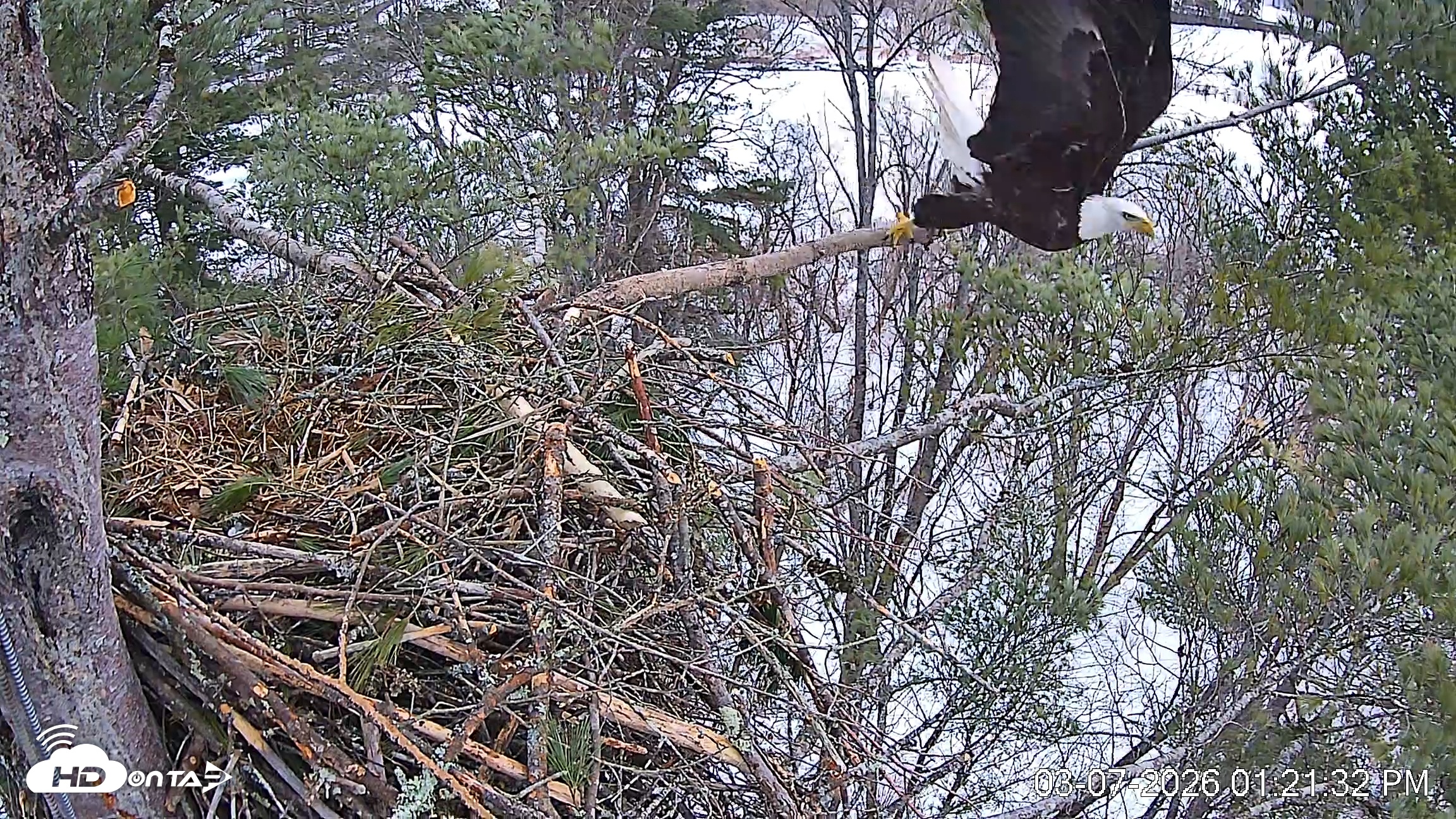 Snapshot of VINS Bald Eagles Nest Live Cams taken Mar 7, 2026, 1:22pm EST