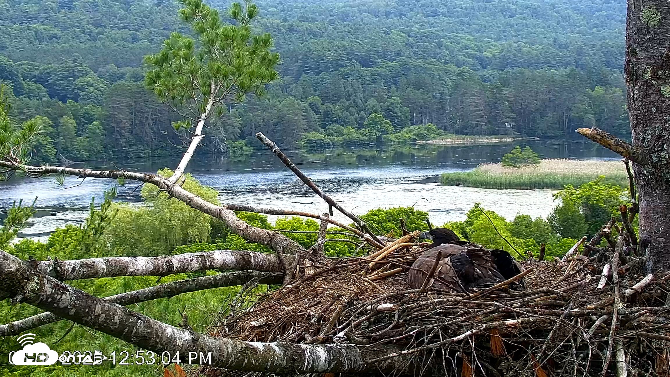 Snapshot of VINS Bald Eagles Nest Live Cams taken Jun 30, 2026, 12:53pm EDT