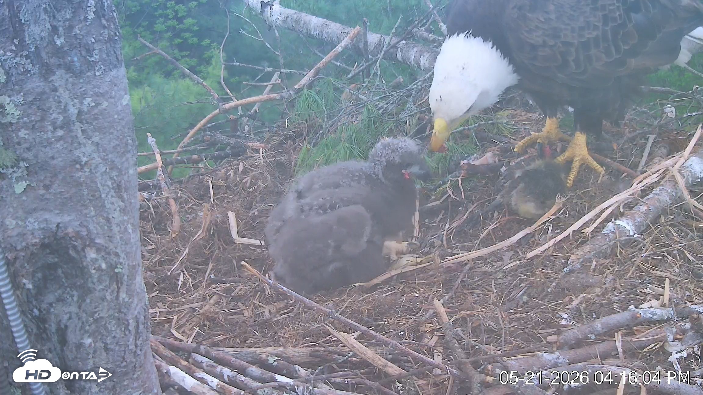 Snapshot of VINS Bald Eagles Nest Live Cams taken May 21, 2026, 4:16pm EDT