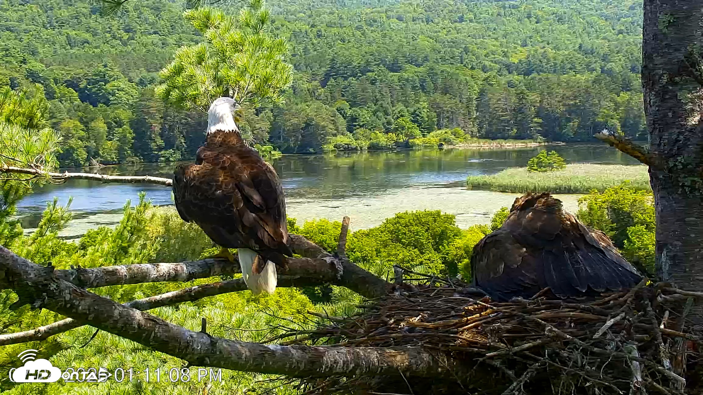 Snapshot of VINS Bald Eagles Nest Live Cams taken Jul 24, 2026, 1:11pm EDT
