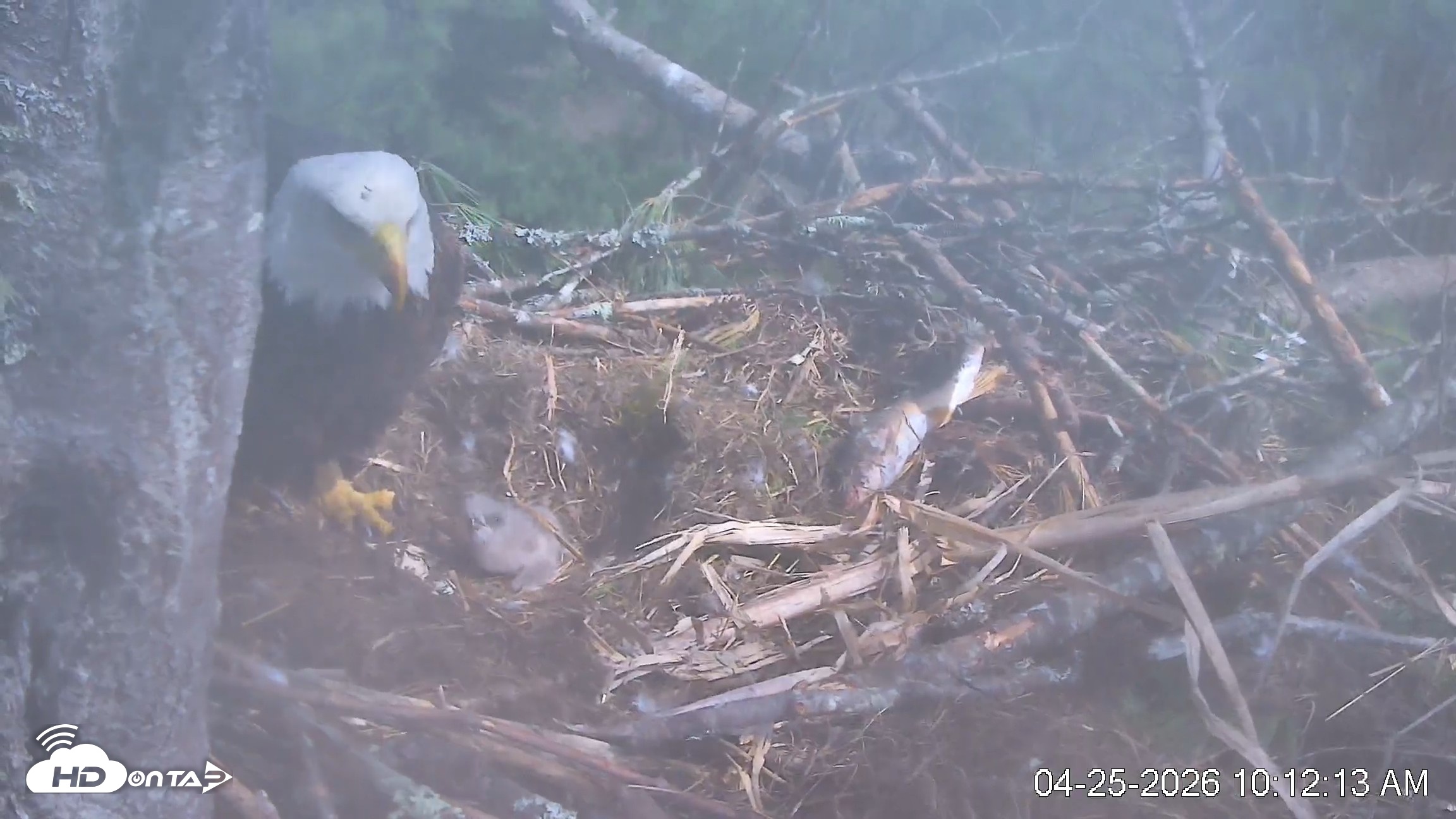 Snapshot of VINS Bald Eagles Nest Live Cams taken Apr 25, 2026, 10:12am EDT
