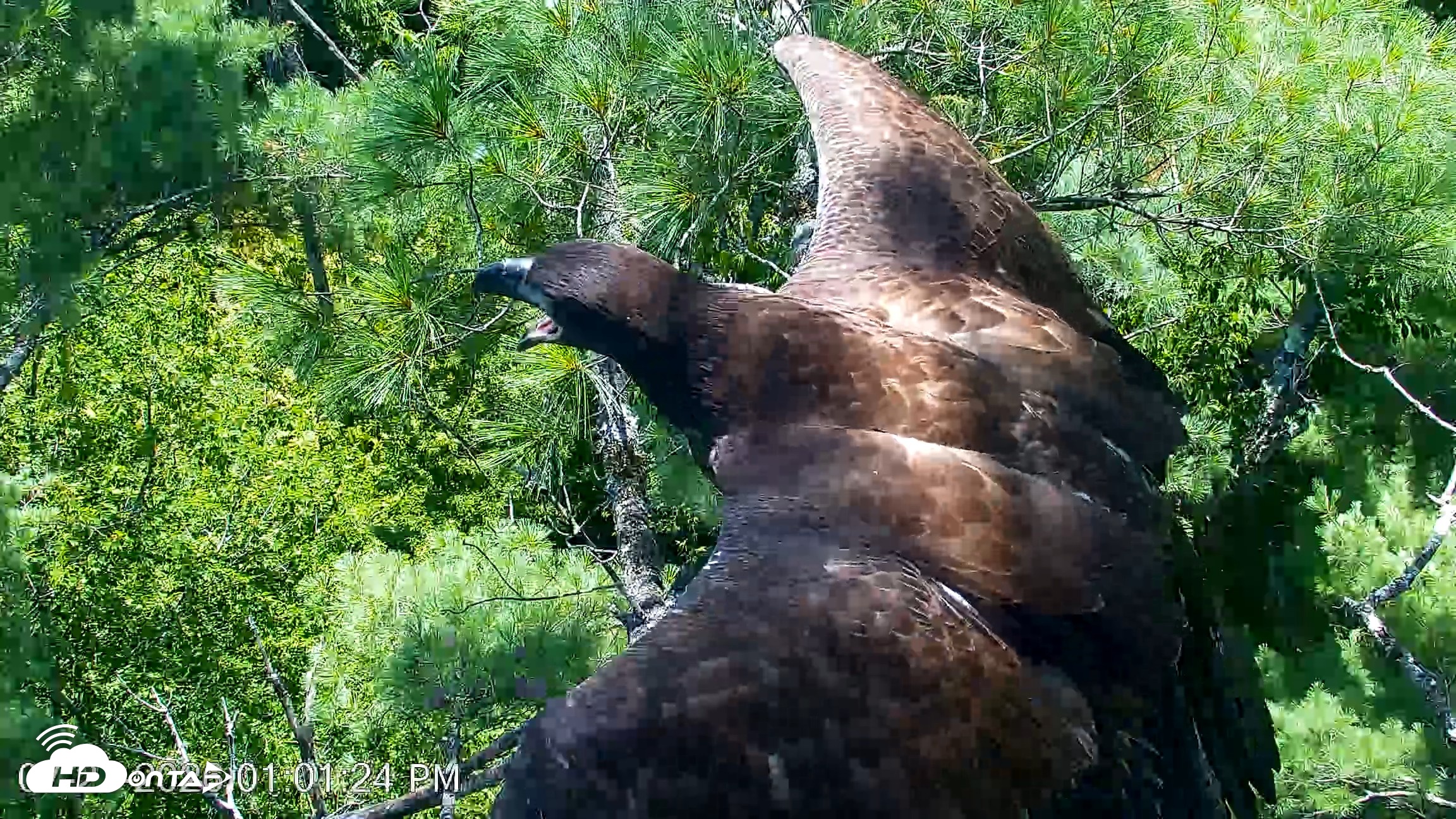 Snapshot of VINS Bald Eagles Nest Live Cams taken Jul 27, 2026, 1:03pm EDT