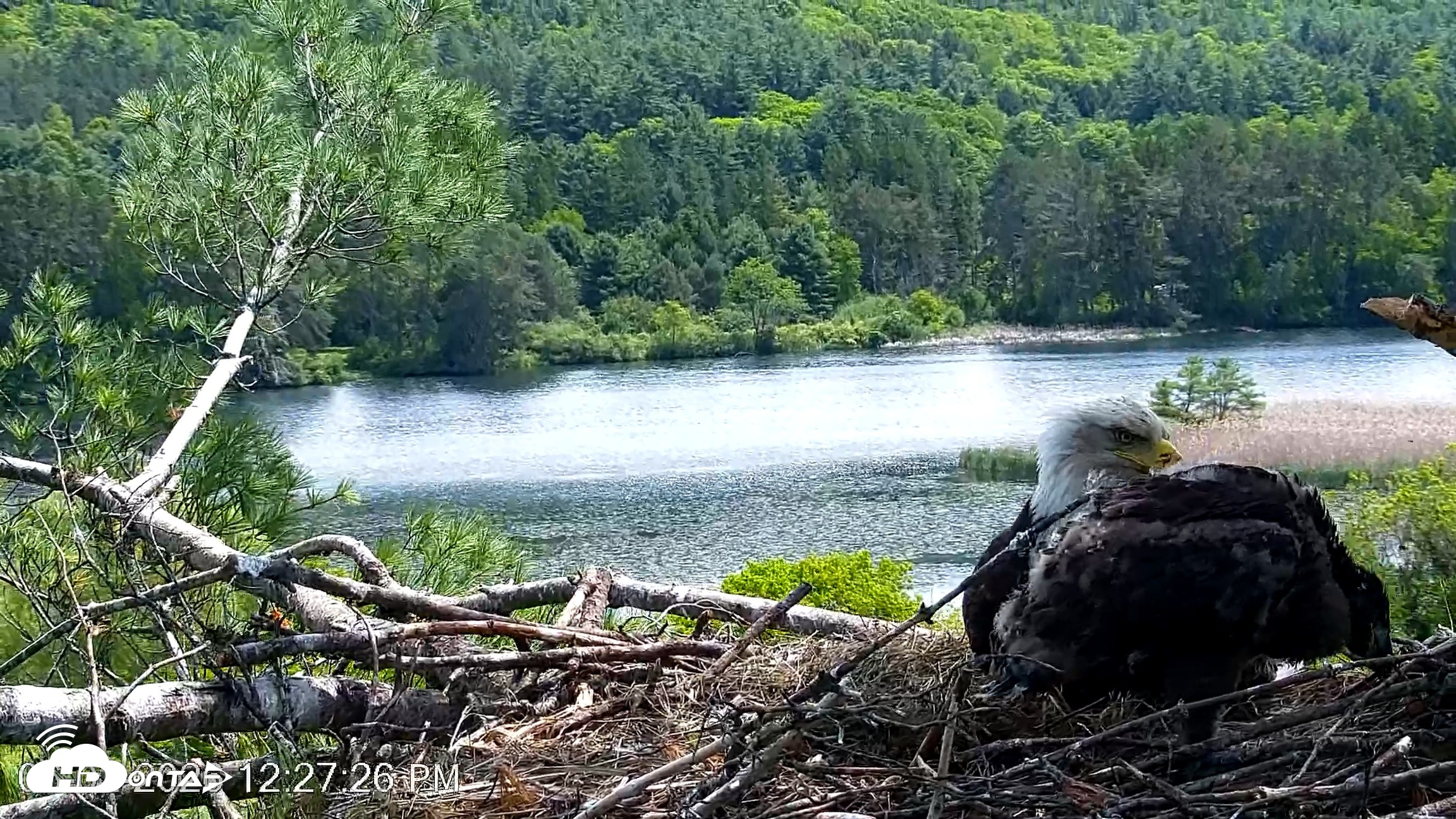 Snapshot of VINS Bald Eagles Nest Live Cams taken Jun 2, 2026, 12:28pm EDT