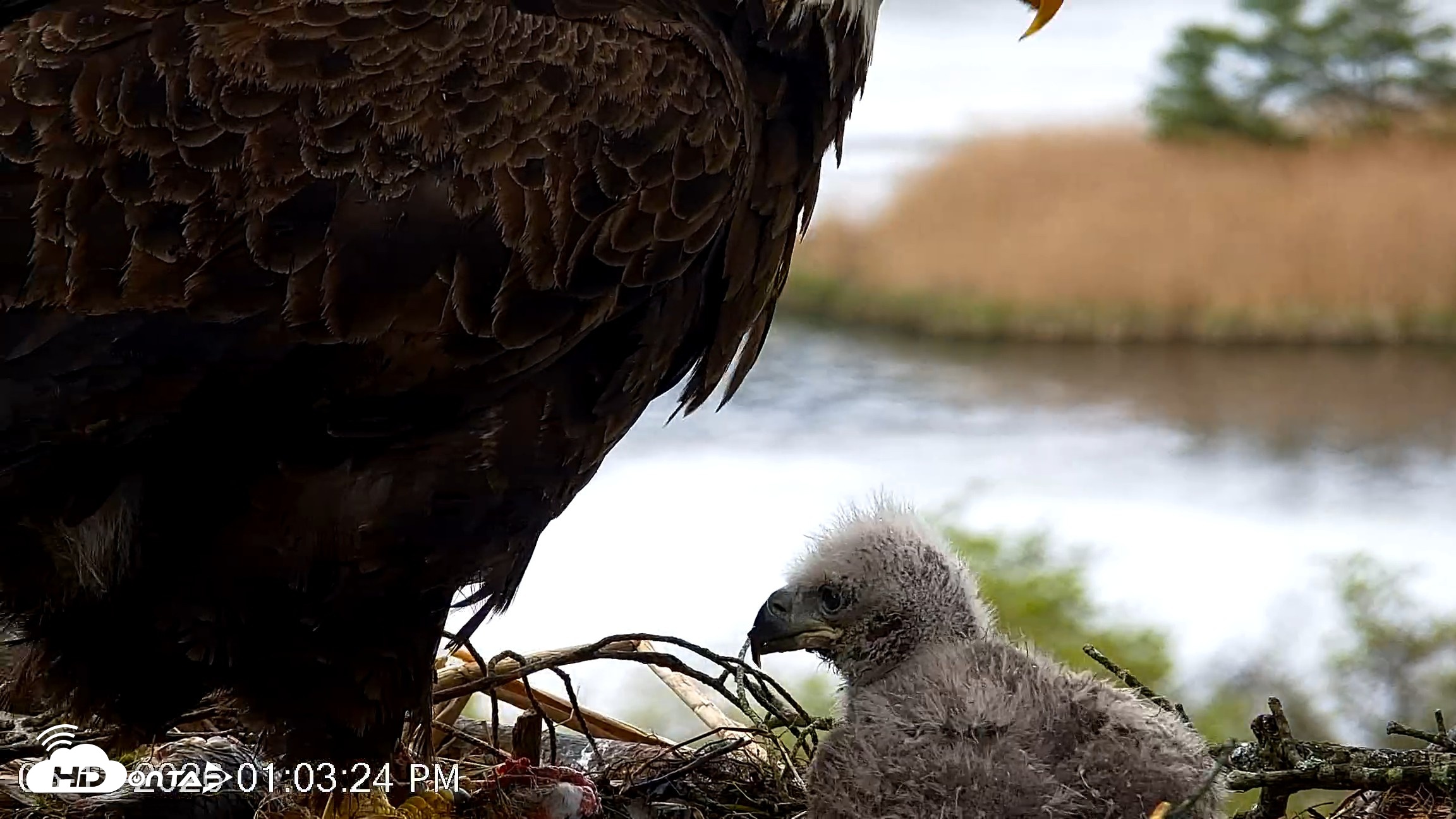 Snapshot of VINS Bald Eagles Nest Live Cams taken May 13, 2026, 1:04pm EDT