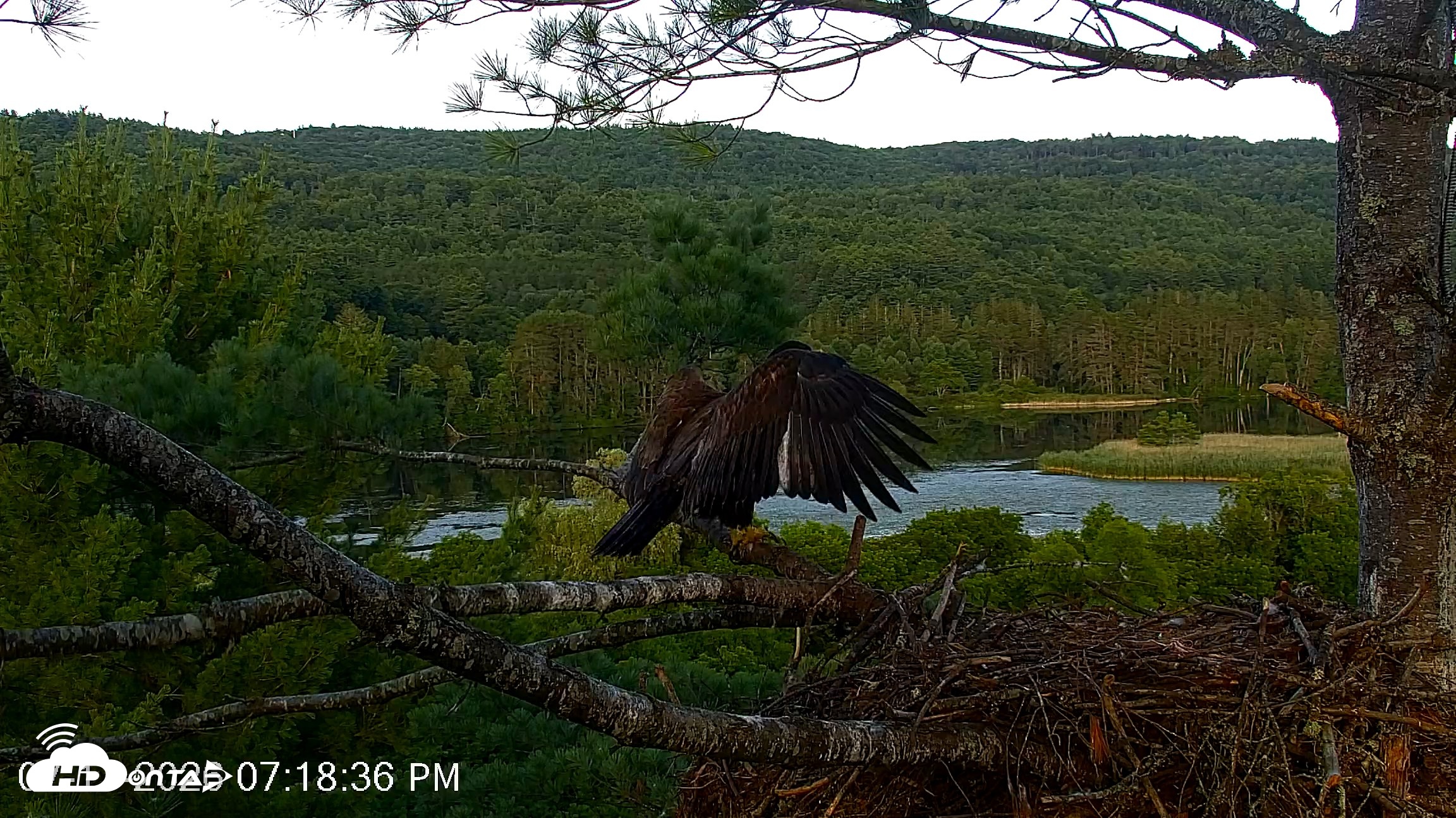 Snapshot of VINS Bald Eagles Nest Live Cams taken Jul 17, 2026, 7:19pm EDT