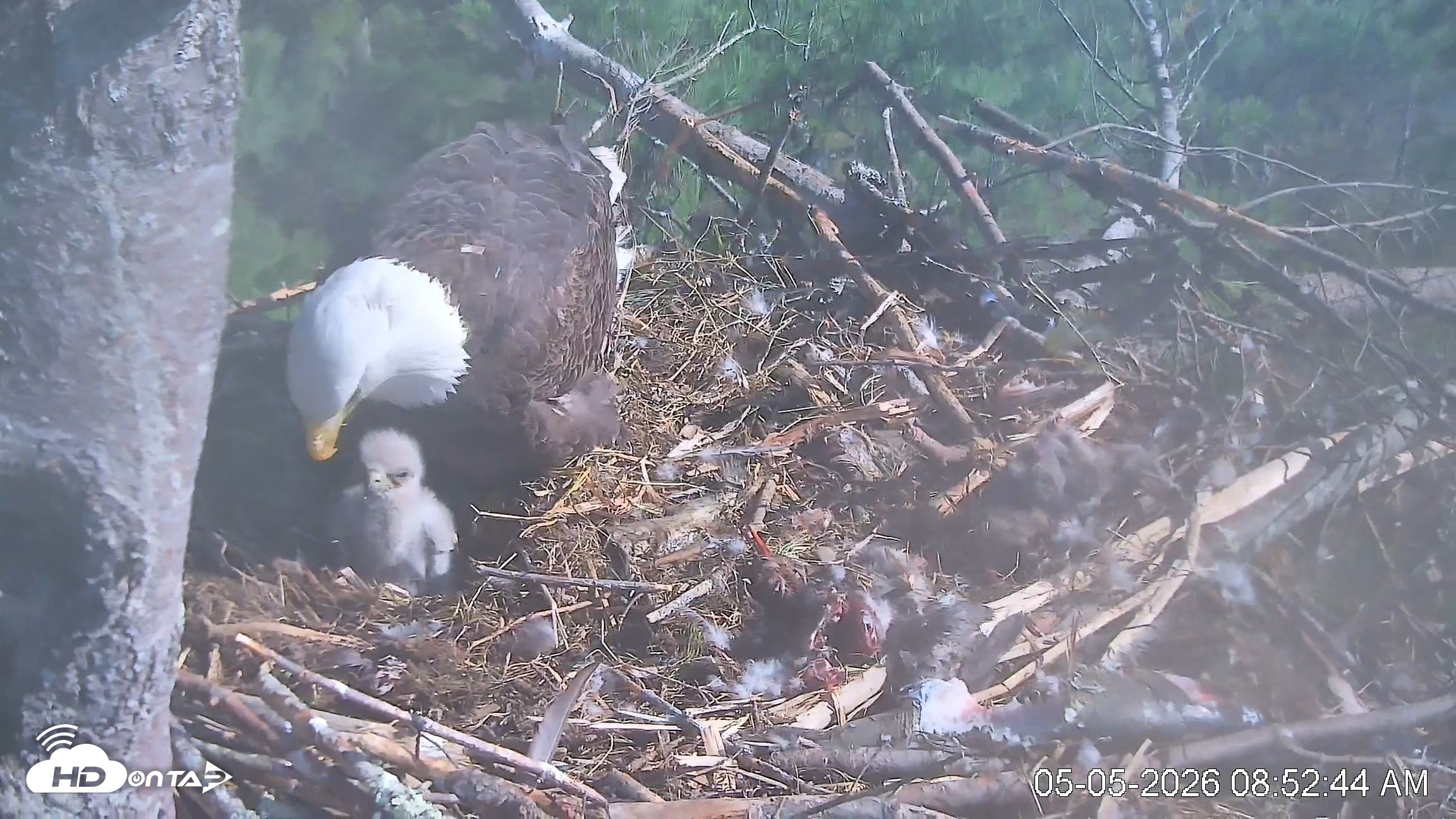 Snapshot of VINS Bald Eagles Nest Live Cams taken May 5, 2026, 8:53am EDT