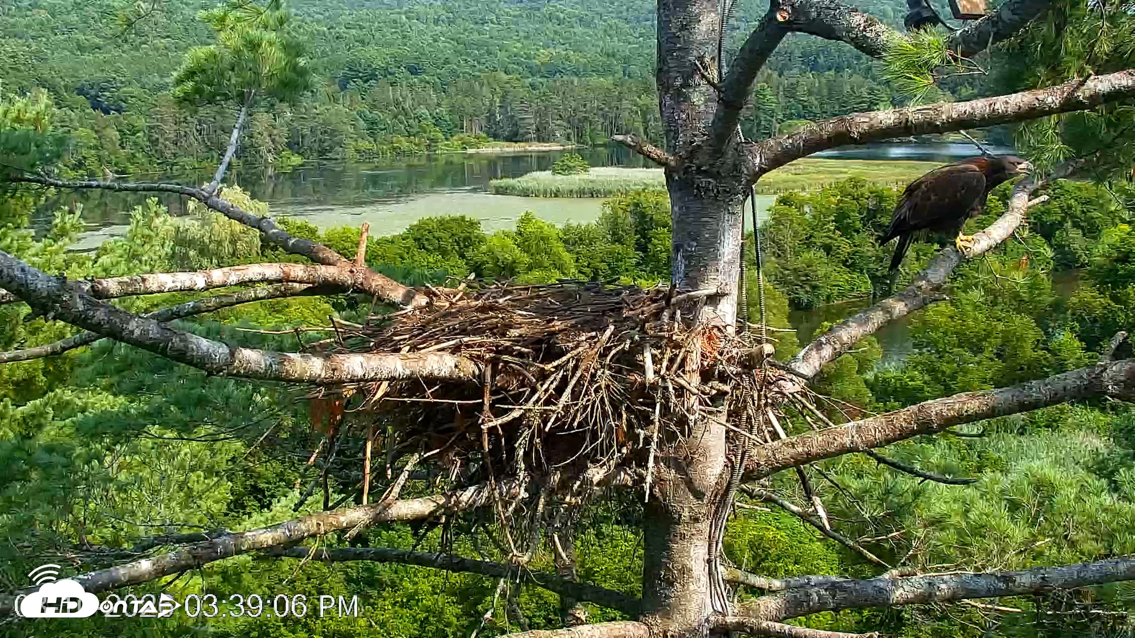 Snapshot of VINS Bald Eagles Nest Live Cams taken Aug 10, 2026, 3:39pm EDT