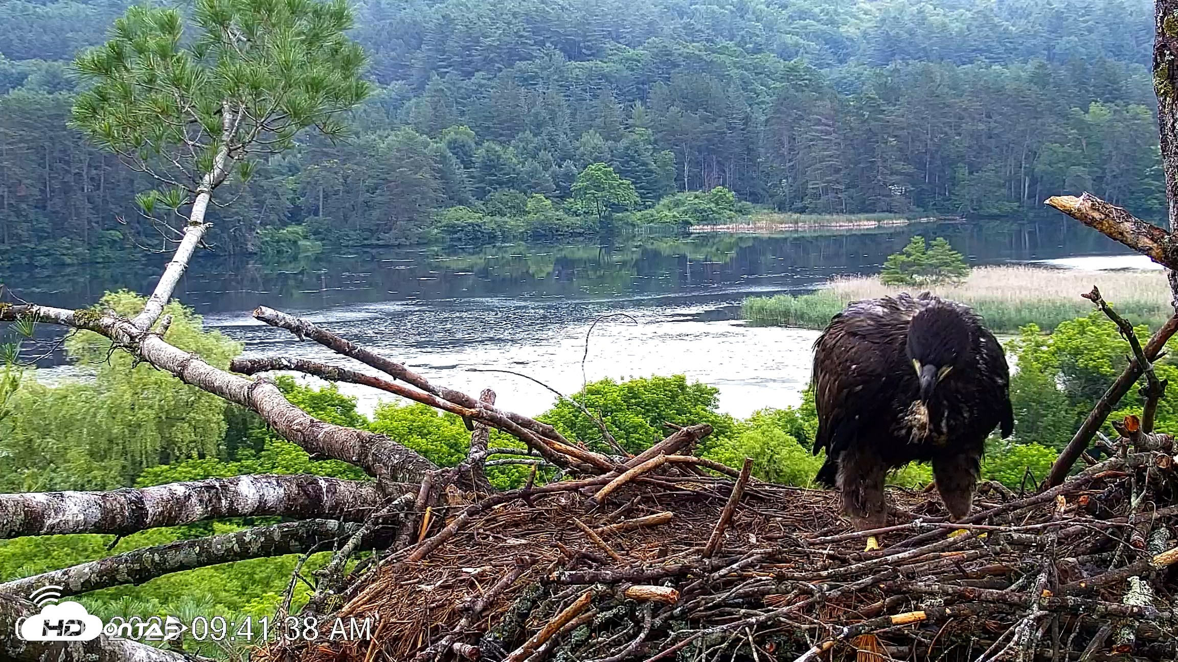 Snapshot of VINS Bald Eagles Nest Live Cams taken Jun 26, 2026, 9:42am EDT
