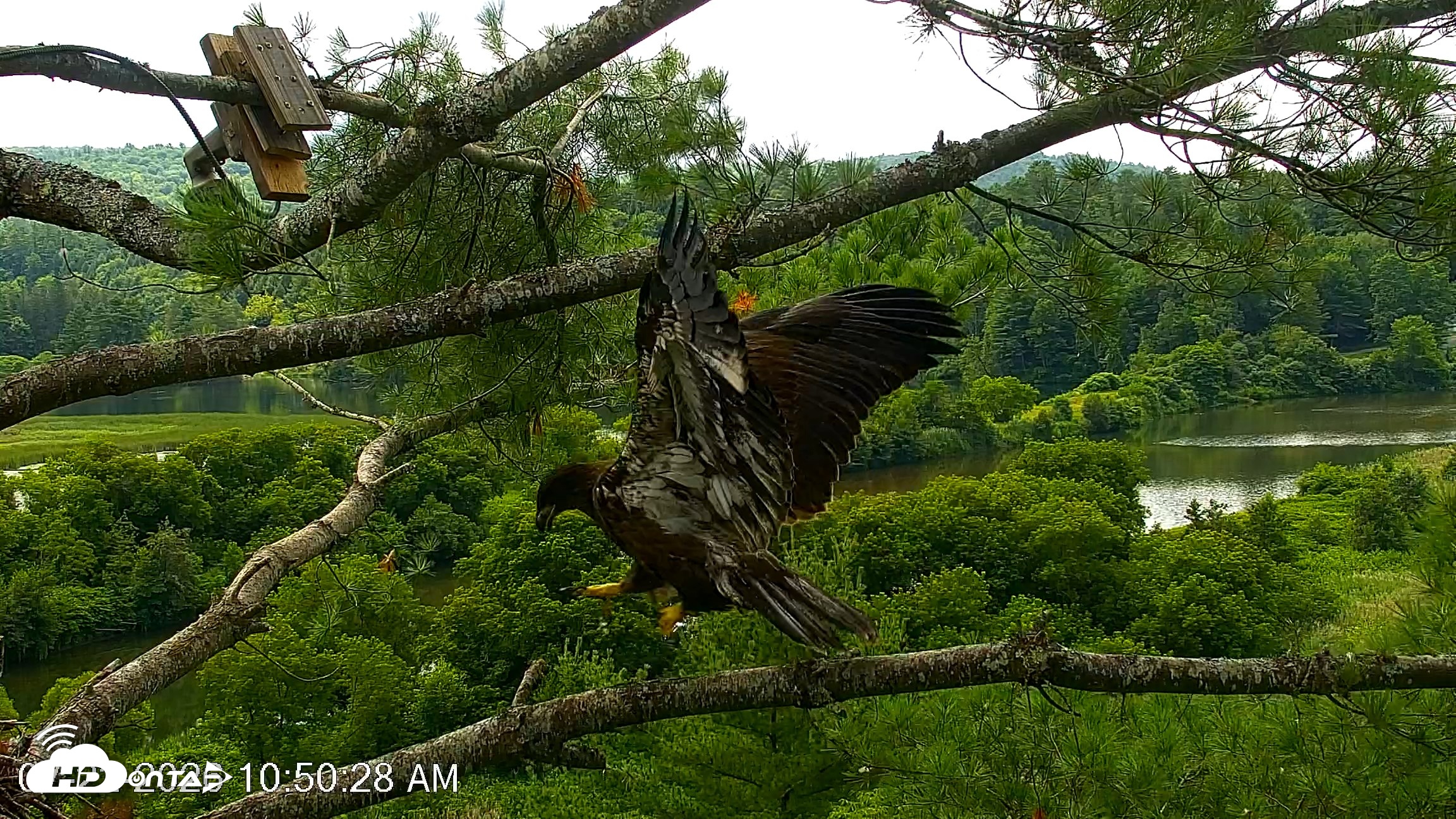 Snapshot of VINS Bald Eagles Nest Live Cams taken Jul 22, 2026, 10:51am EDT