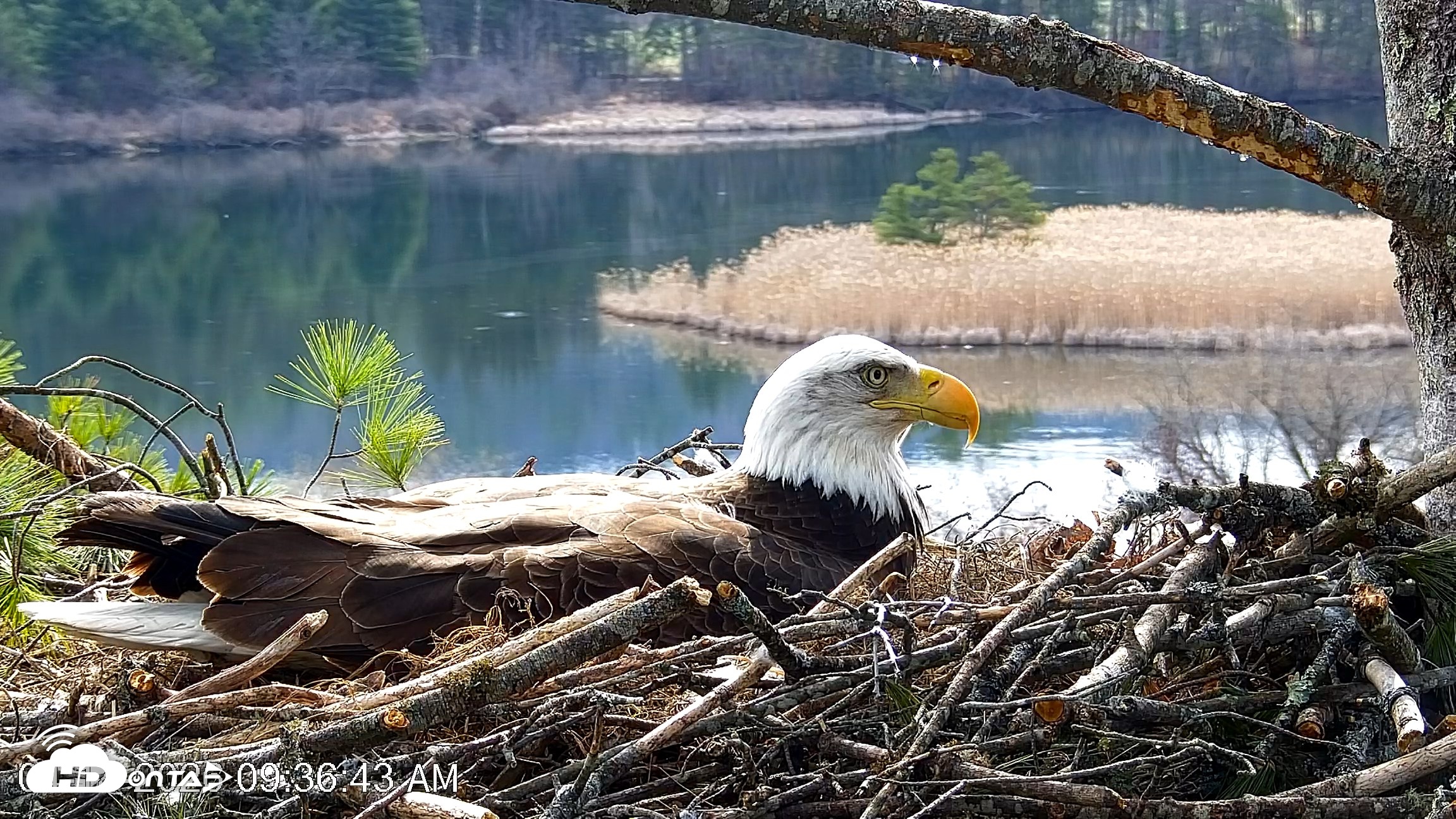Snapshot of VINS Bald Eagles Nest Live Cams taken Apr 14, 2026, 9:37am EDT