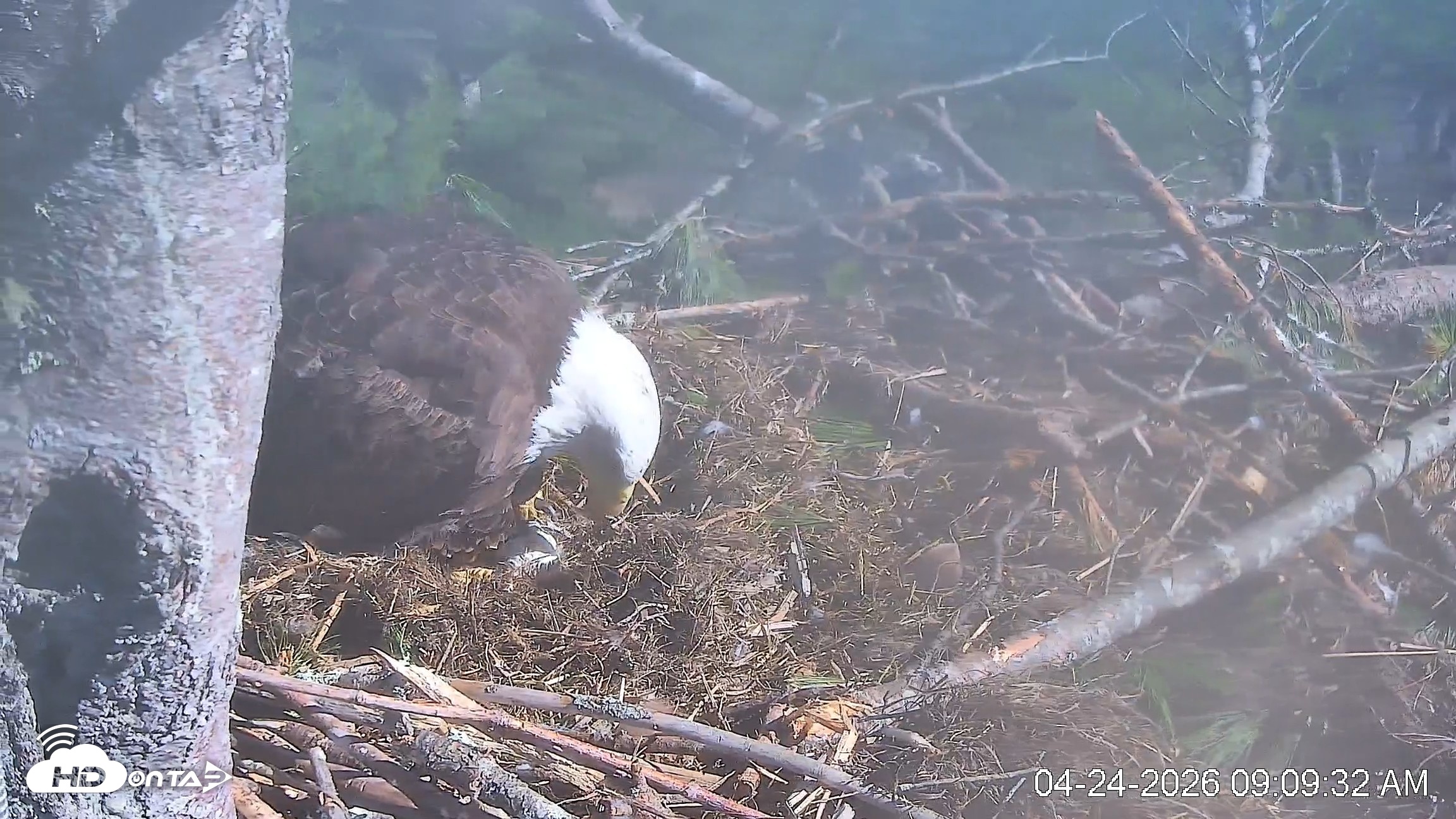 Snapshot of VINS Bald Eagles Nest Live Cams taken Apr 24, 2026, 9:10am EDT