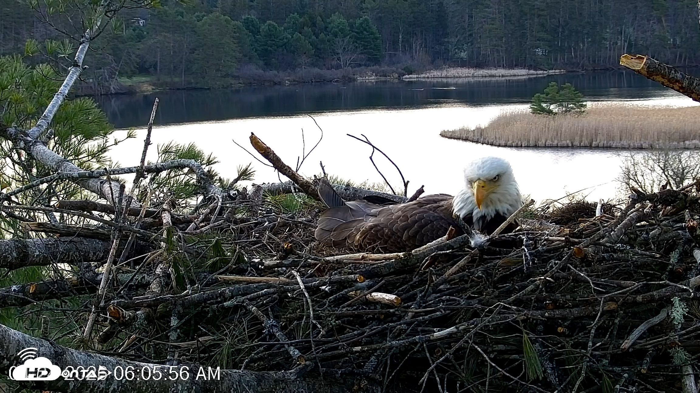 Snapshot of VINS Bald Eagles Nest Live Cams taken Apr 24, 2026, 6:06am EDT