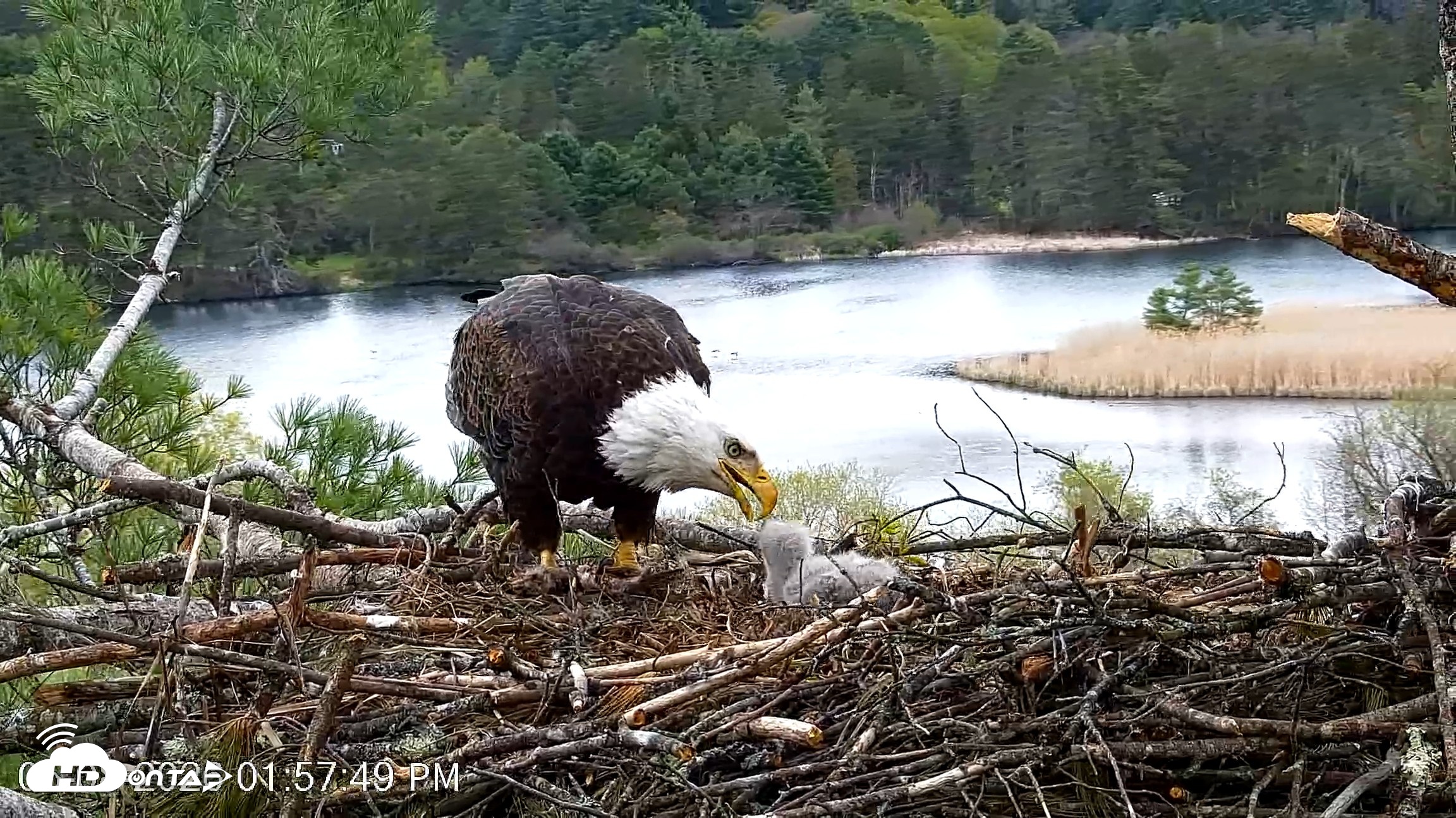 Snapshot of VINS Bald Eagles Nest Live Cams taken May 8, 2026, 1:58pm EDT