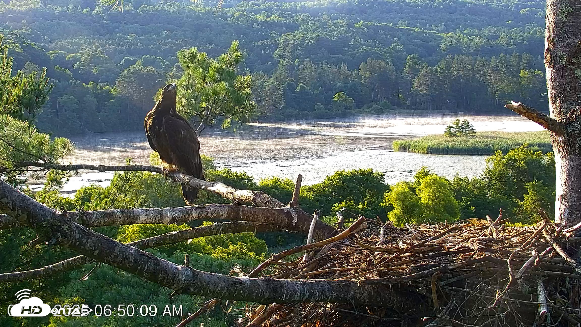 Snapshot of VINS Bald Eagles Nest Live Cams taken Jul 23, 2026, 6:50am EDT