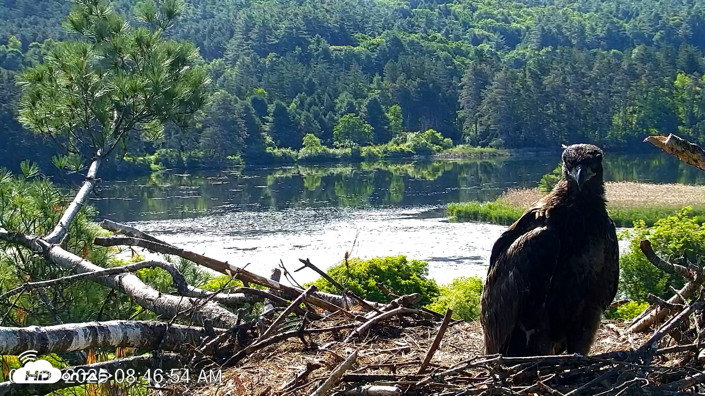 Snapshot of VINS Bald Eagles Nest Live Cams taken Jun 16, 2026, 8:47am EDT