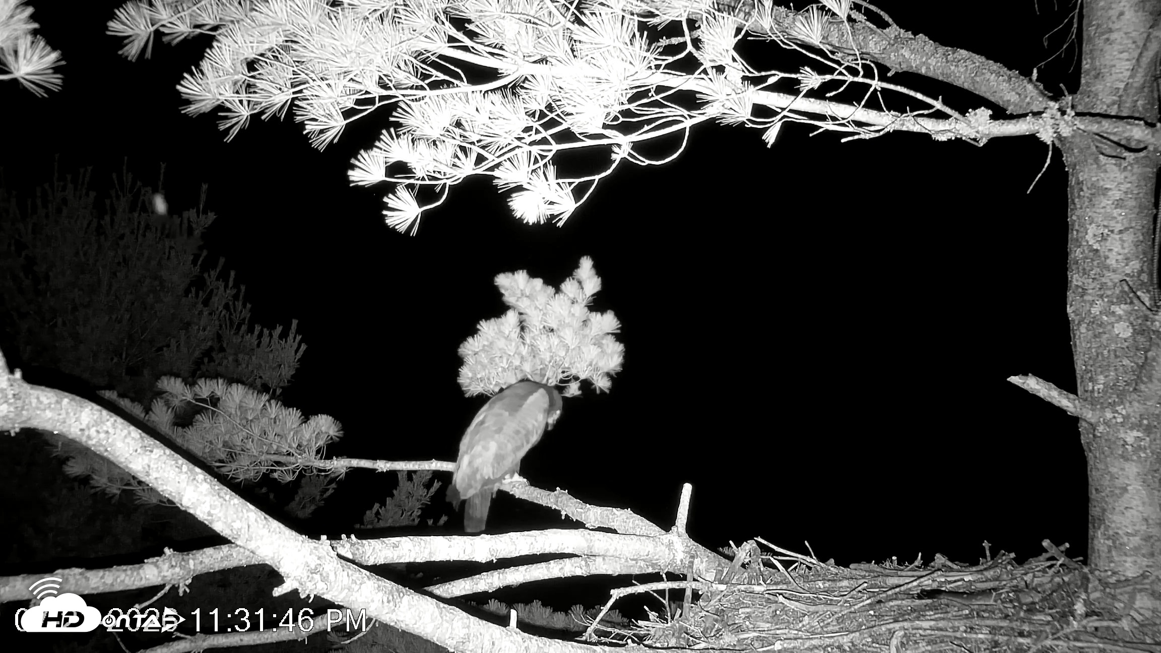 Snapshot of VINS Bald Eagles Nest Live Cams taken Jul 21, 2026, 11:32pm EDT