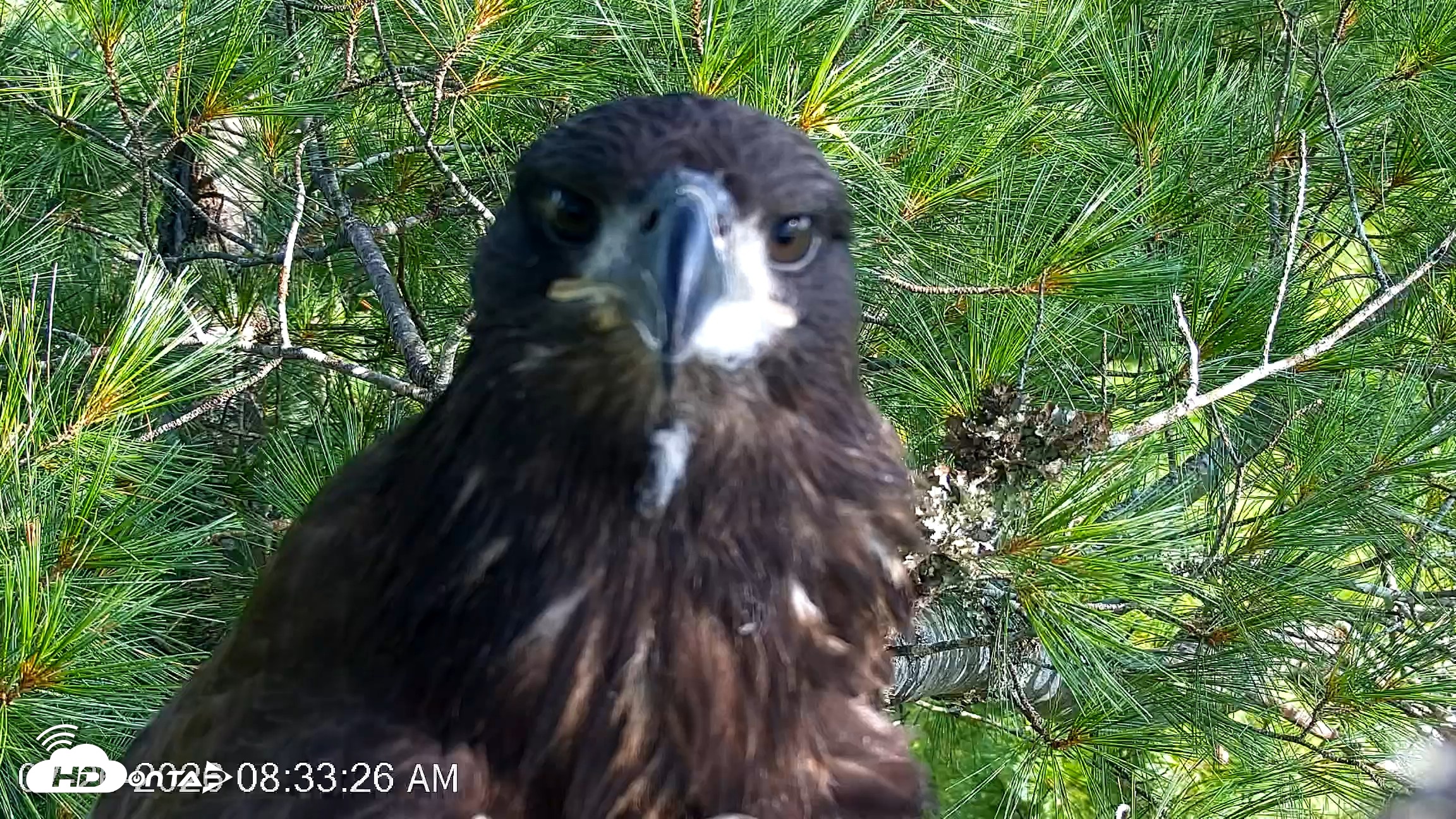 Snapshot of VINS Bald Eagles Nest Live Cams taken Jul 26, 2026, 8:34am EDT
