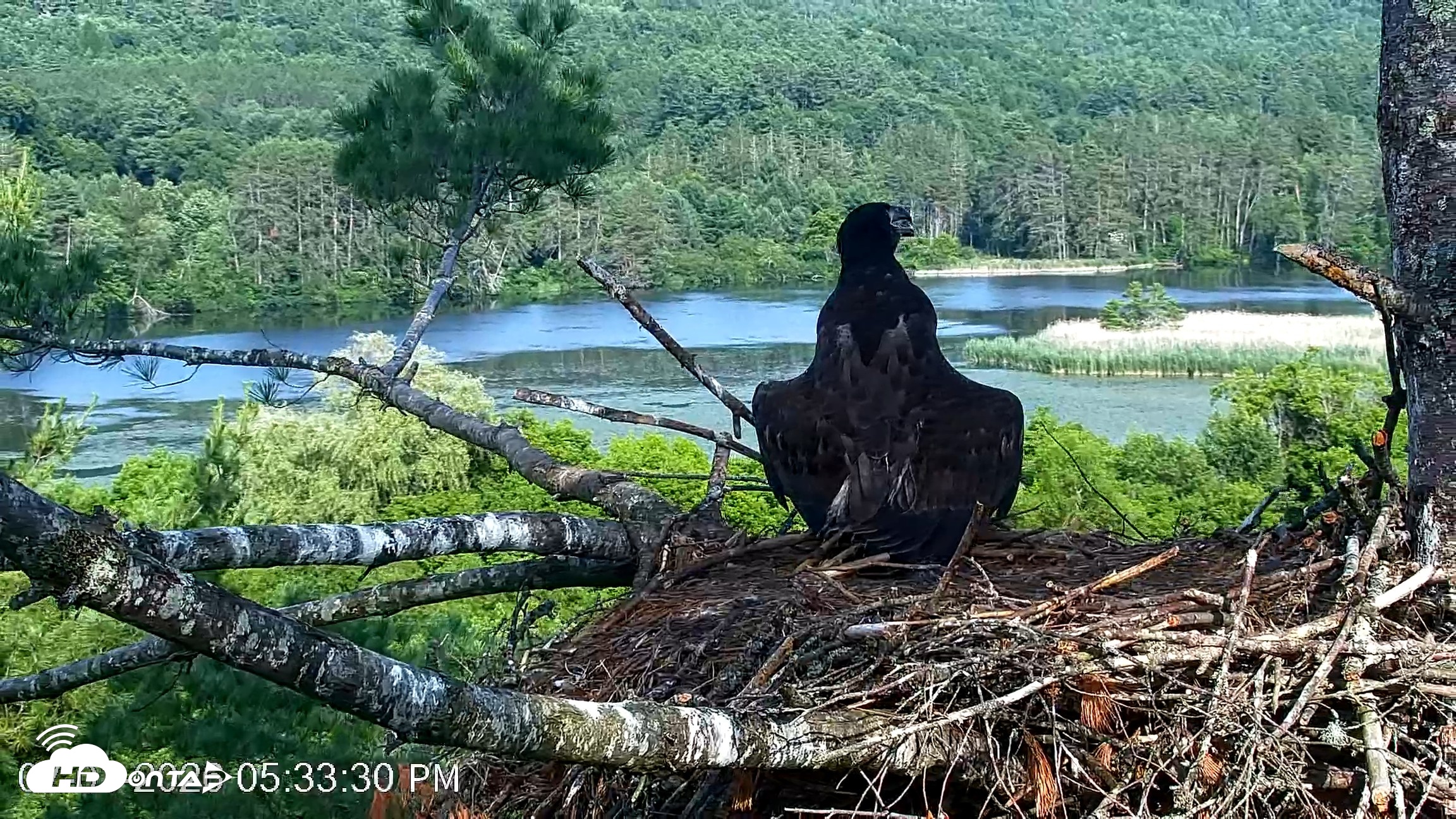 Snapshot of VINS Bald Eagles Nest Live Cams taken Jul 1, 2026, 5:34pm EDT