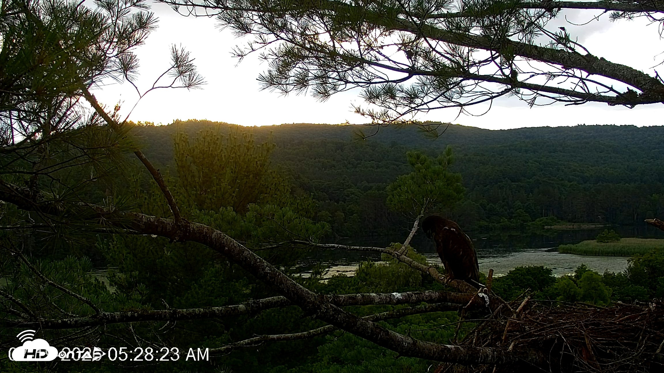 Snapshot of VINS Bald Eagles Nest Live Cams taken Jul 19, 2026, 5:30am EDT