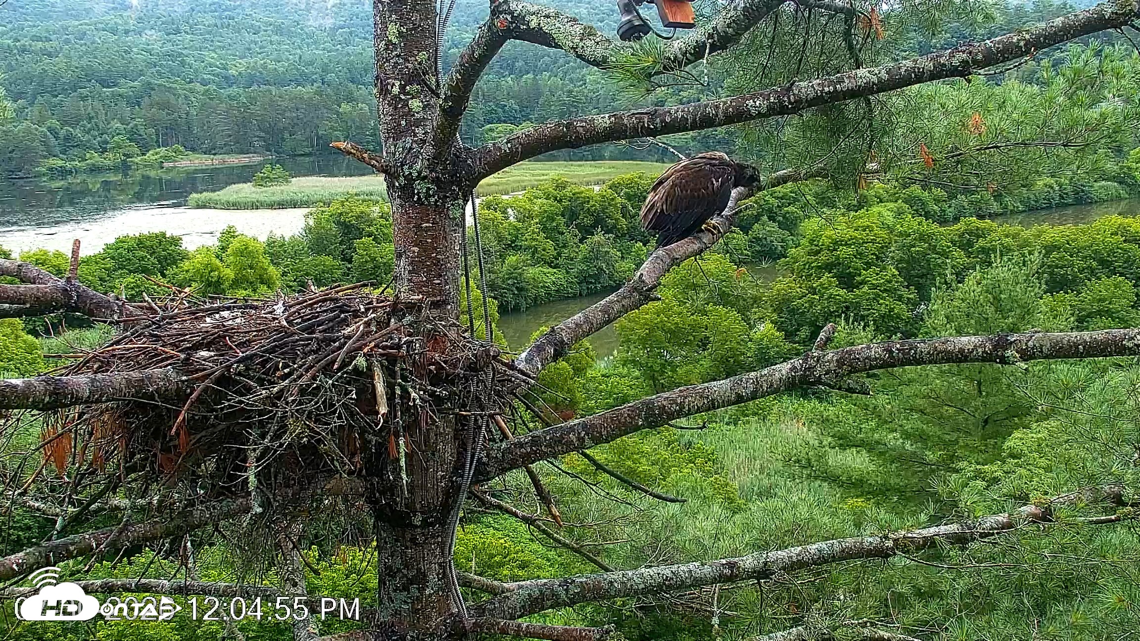 Snapshot of VINS Bald Eagles Nest Live Cams taken Jul 30, 2026, 12:06pm EDT