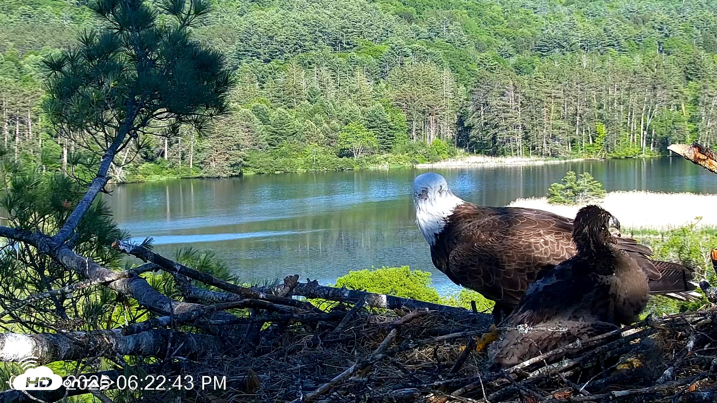 Snapshot of VINS Bald Eagles Nest Live Cams taken Jun 3, 2026, 6:23pm EDT