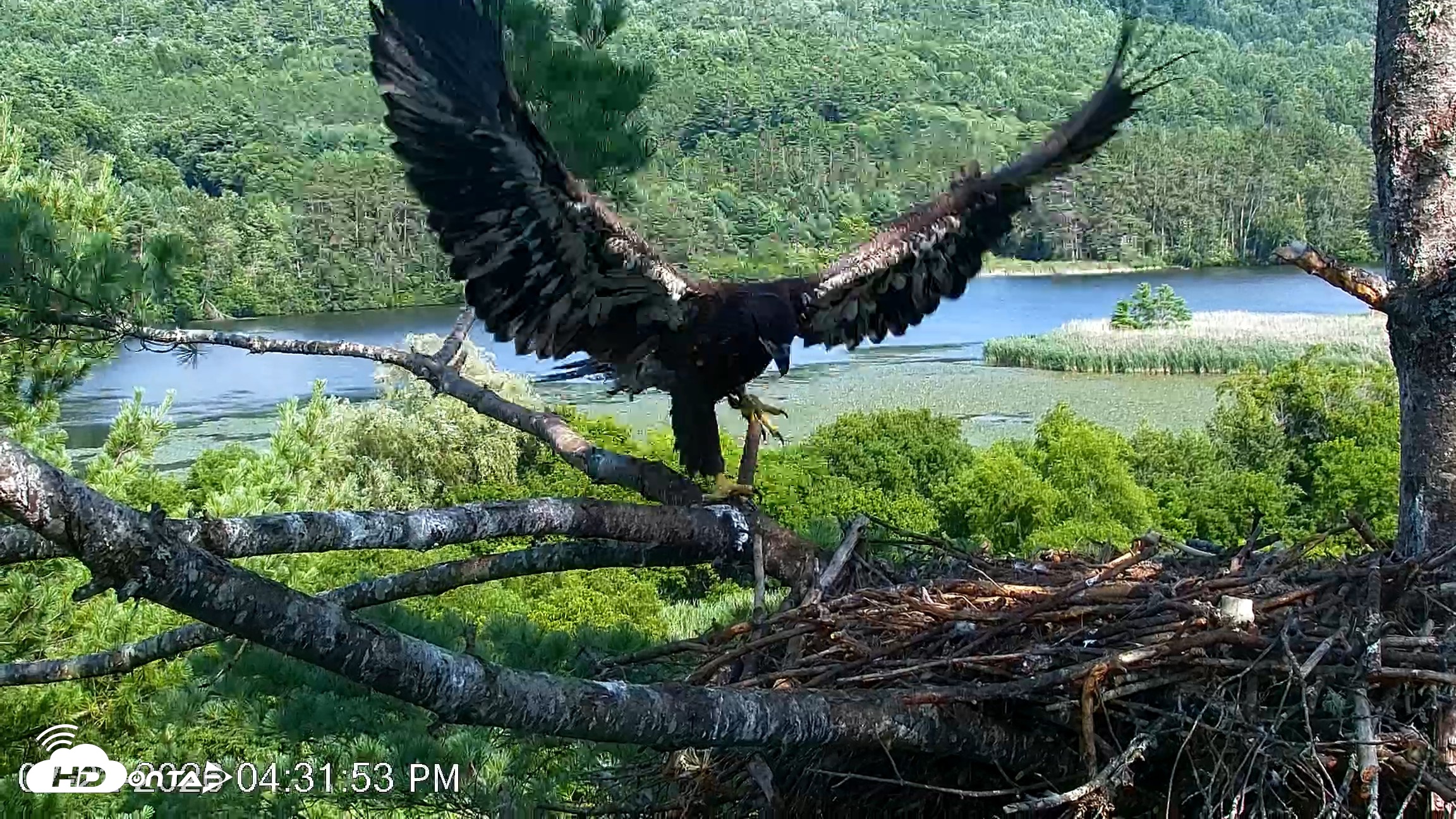 Snapshot of VINS Bald Eagles Nest Live Cams taken Jul 22, 2026, 4:32pm EDT