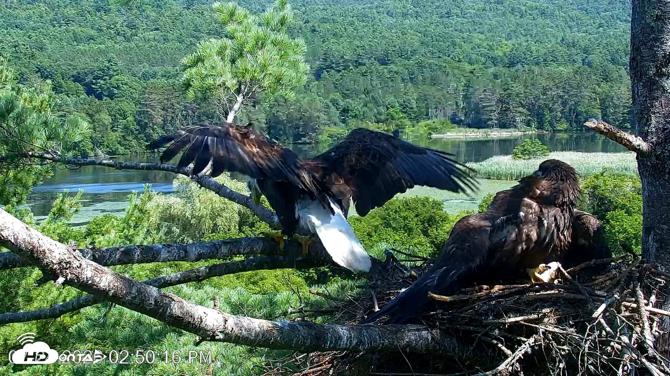 Snapshot of VINS Bald Eagles Nest Live Cams taken Jul 24, 2026, 2:51pm EDT